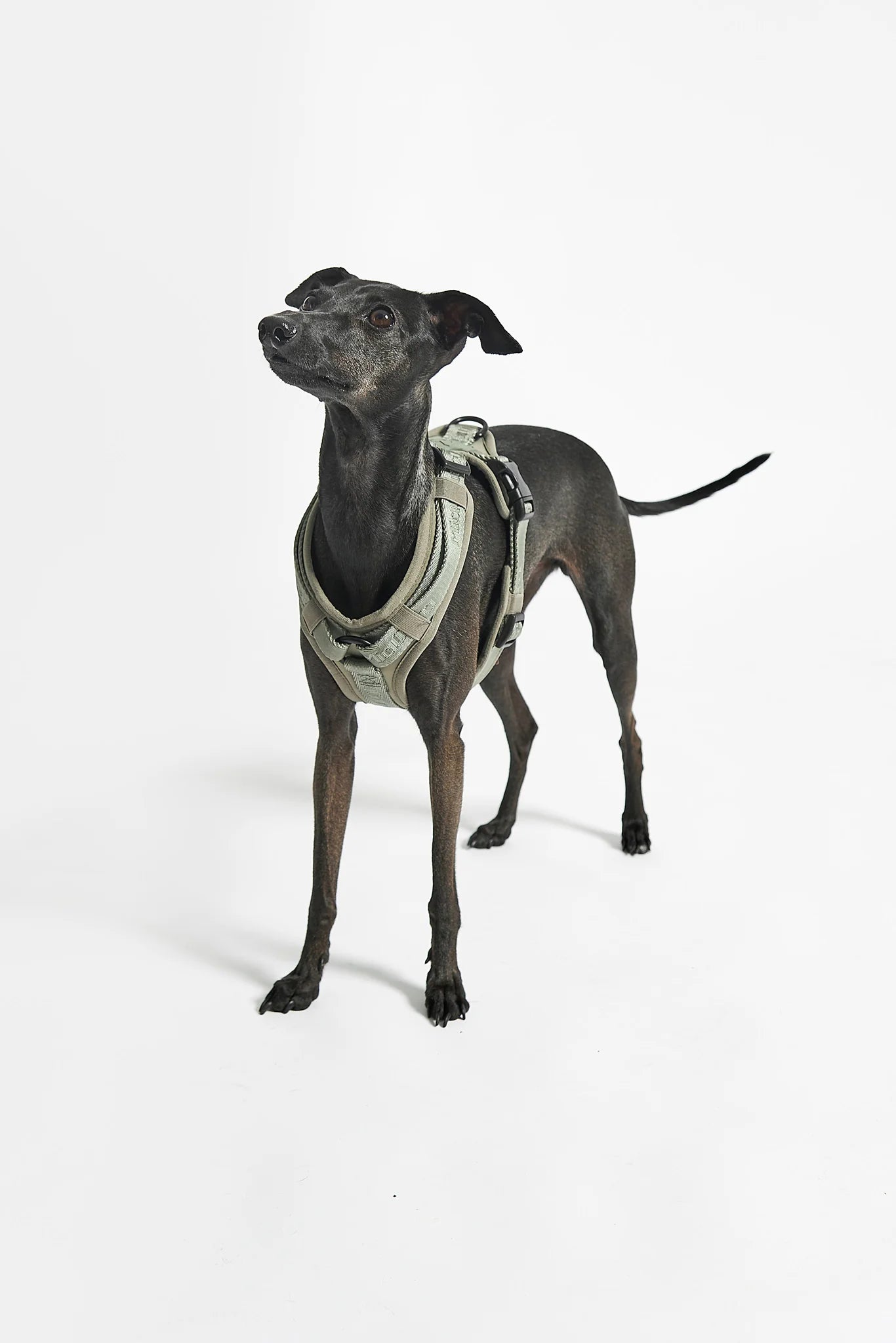 MiaCara Geschirr Modena Grolive Modernes Hundegeschirr fuer kleine und grosse Hunde