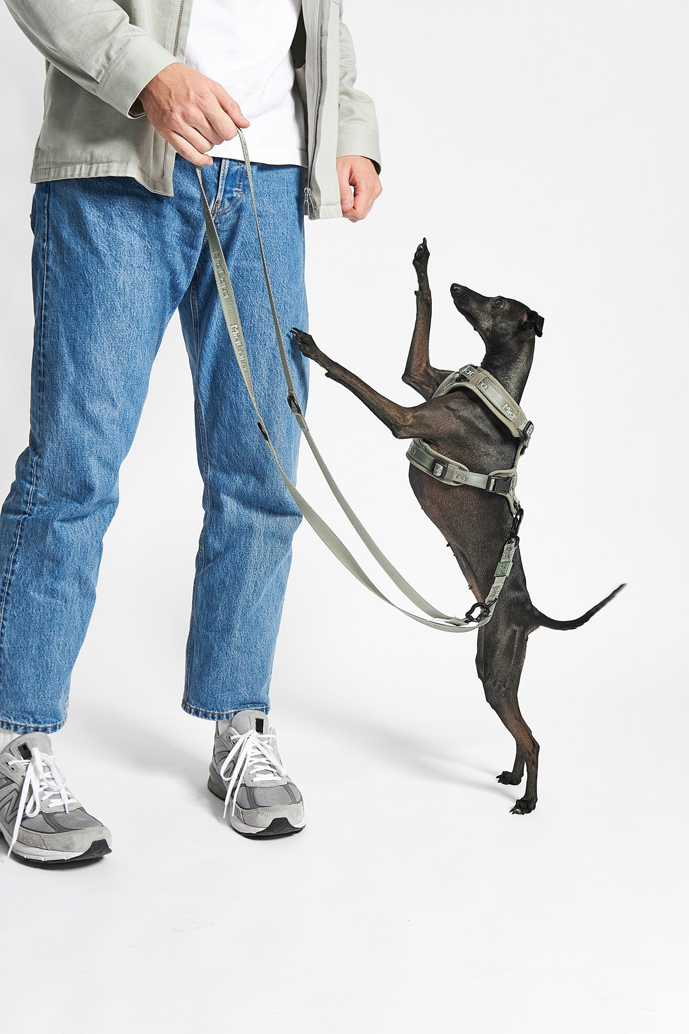 MiaCara Geschirr Modena Grolive gruenes Hundegeschirr fuer kleine Hunde