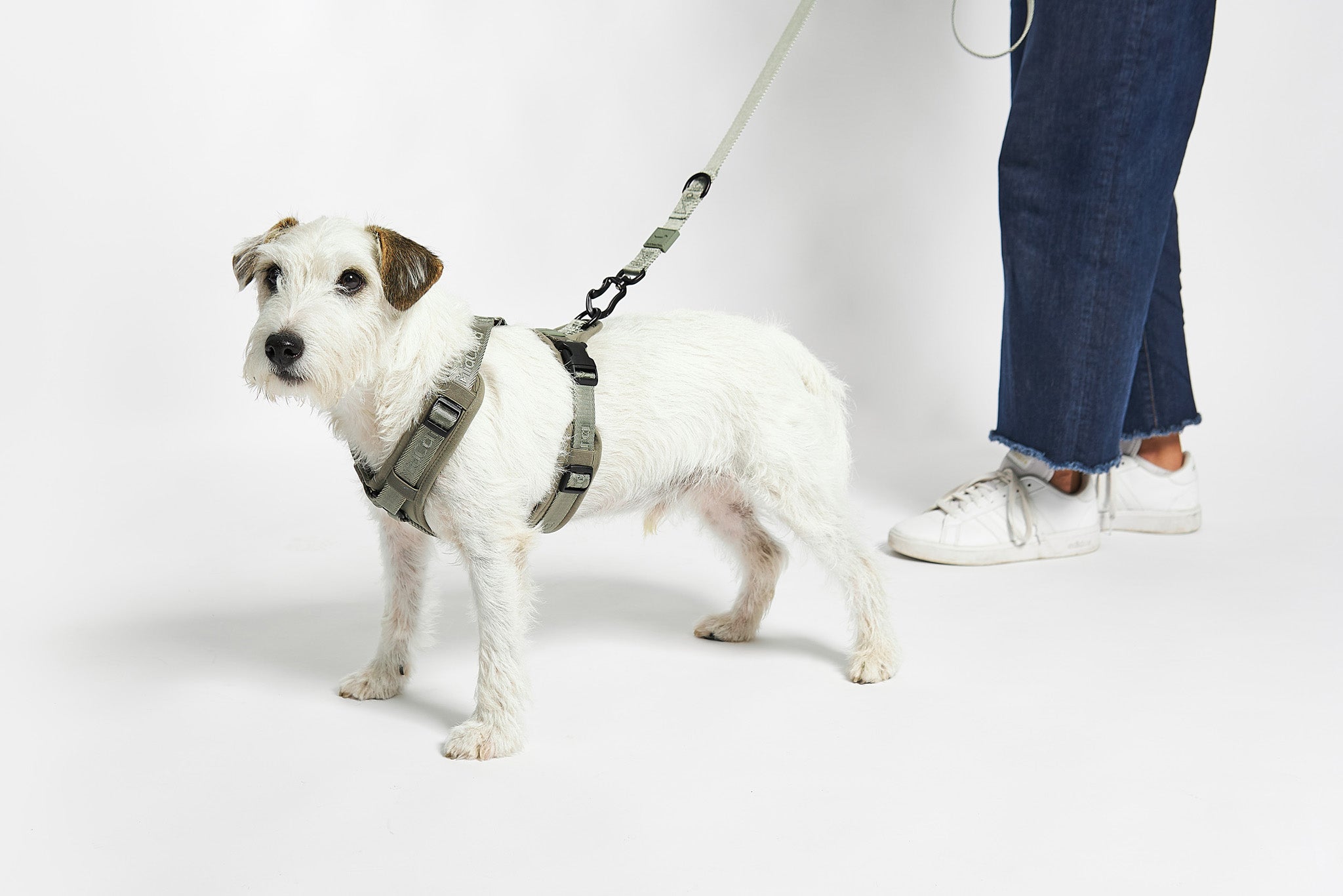 MiaCara Geschirr Modena Grolive modernes Hundegeschirr