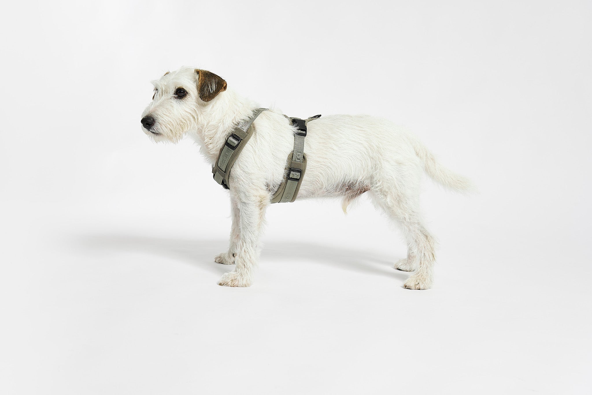 MiaCara Geschirr Modena Grolive verstellbares Hundegeschirr