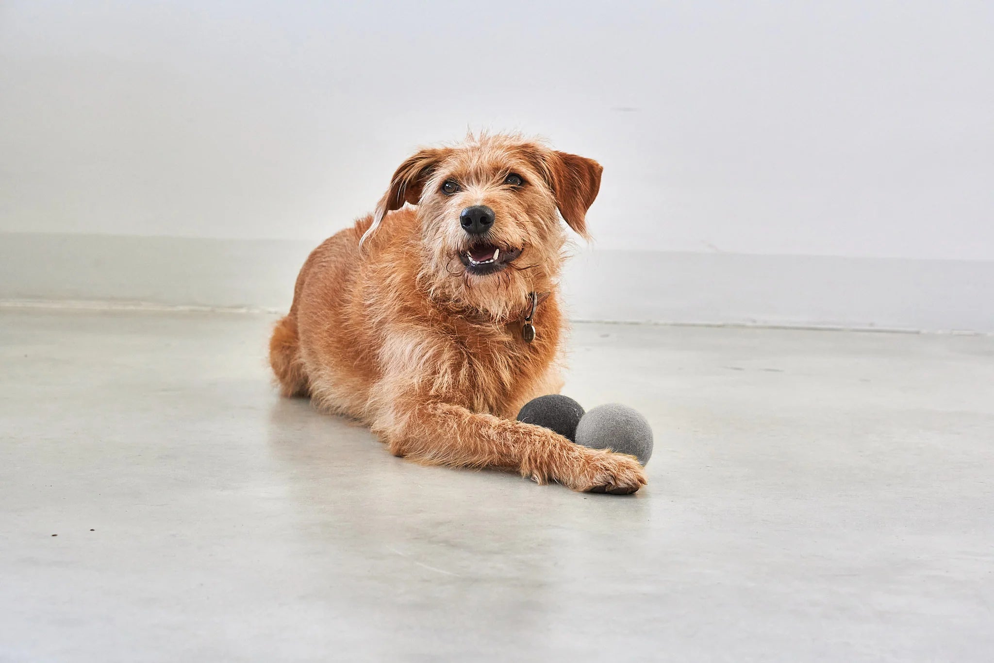 MiaCara Globo Hundeball Beton Hundespielzeug für Welpen