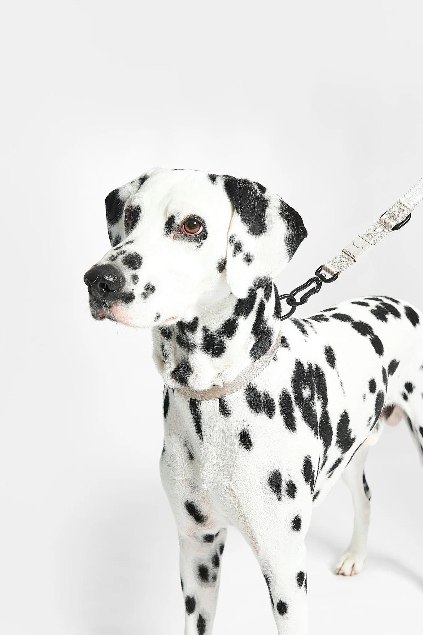 MiaCara Hundehalsband Modena Greige Halsband