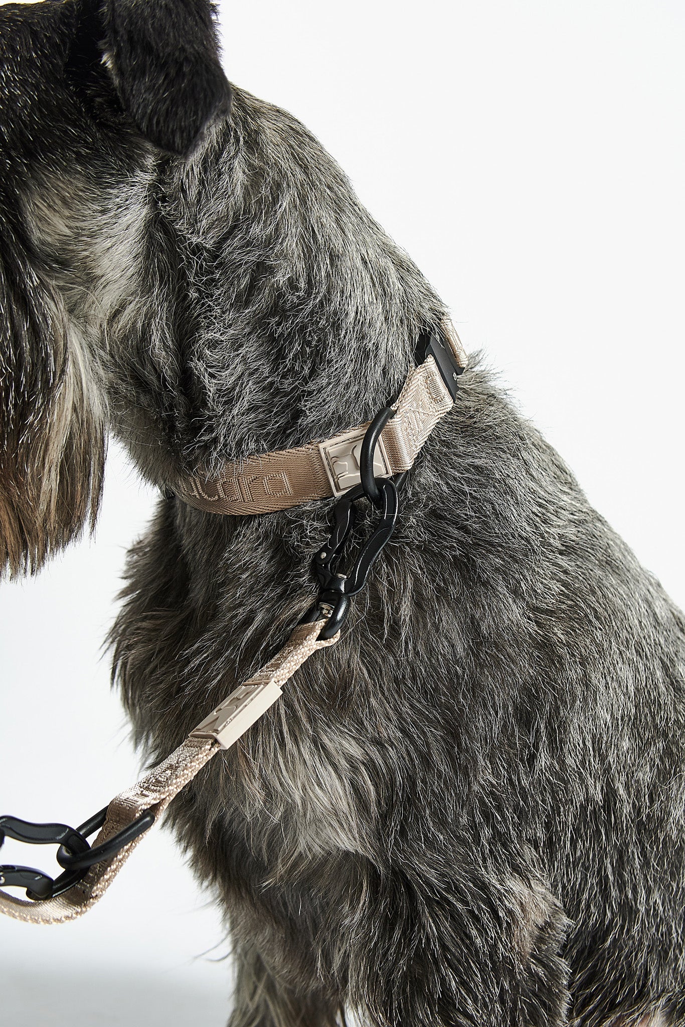 MiaCara Hundehalsband Modena Greige stufenlos verstellbares Halsband