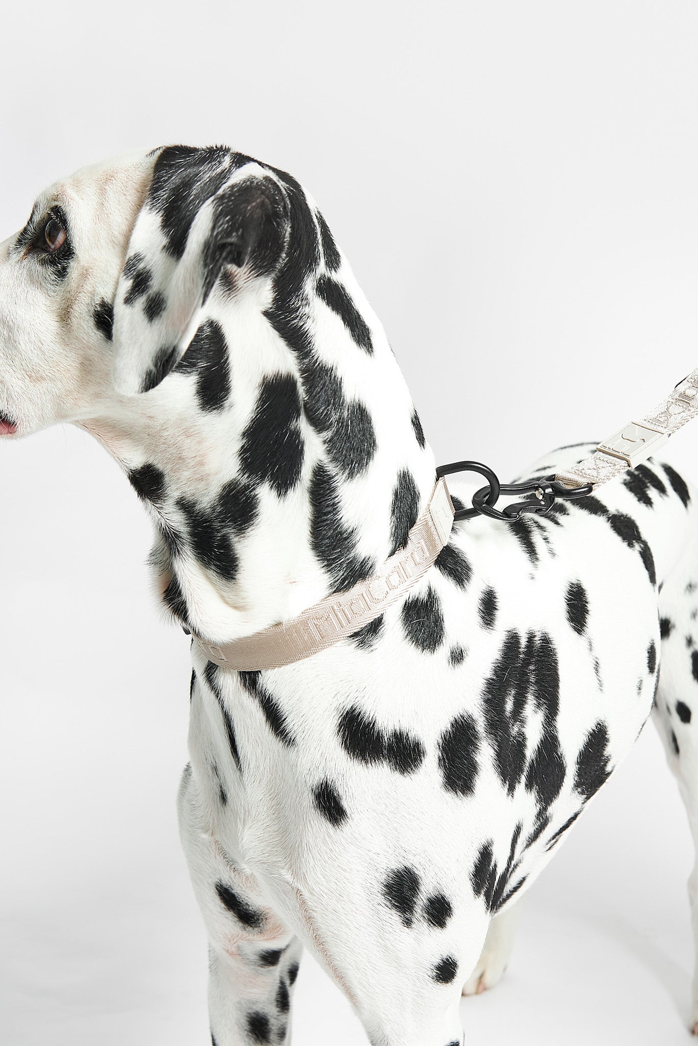 MiaCara Hundehalsband Modena Asphalt verstellbares Halsband