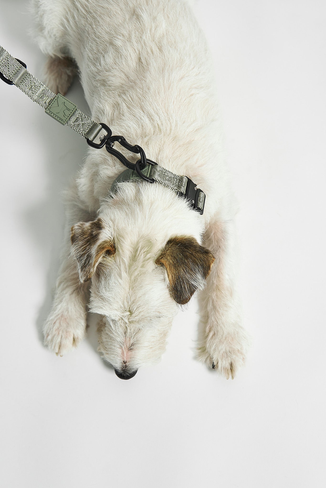 MiaCara Hundehalsband Modena Grolive stylisches Halsband