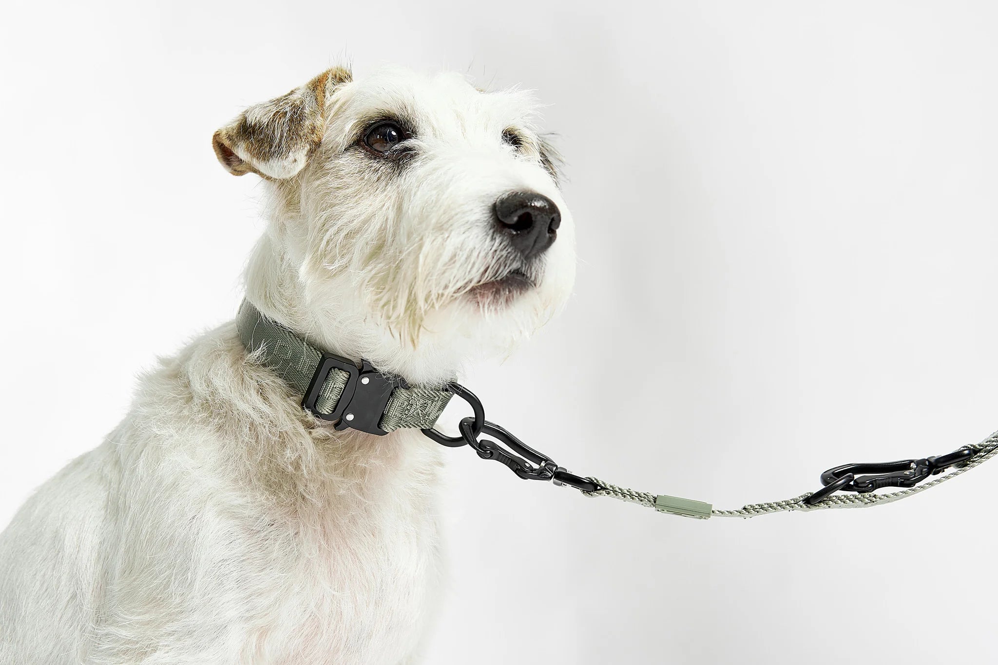MiaCara Hundehalsband Modena Grolive verstellbares Halsband