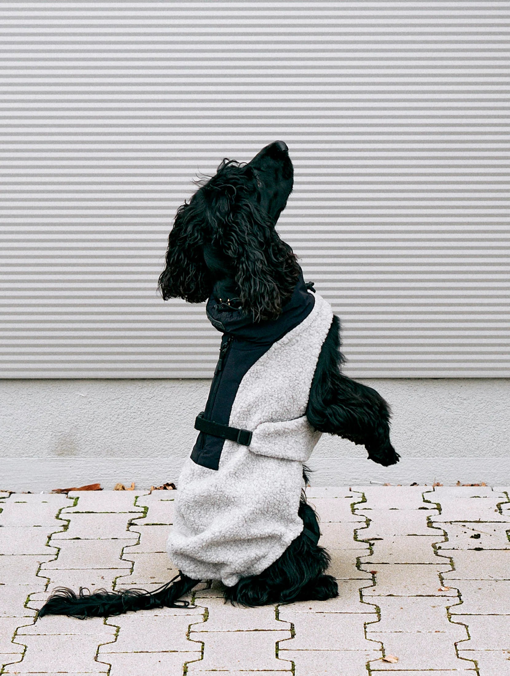 MiaCara Hundemantel Emilia Kiesel - Schwarz Teddymantel für Hunde Wintermantel