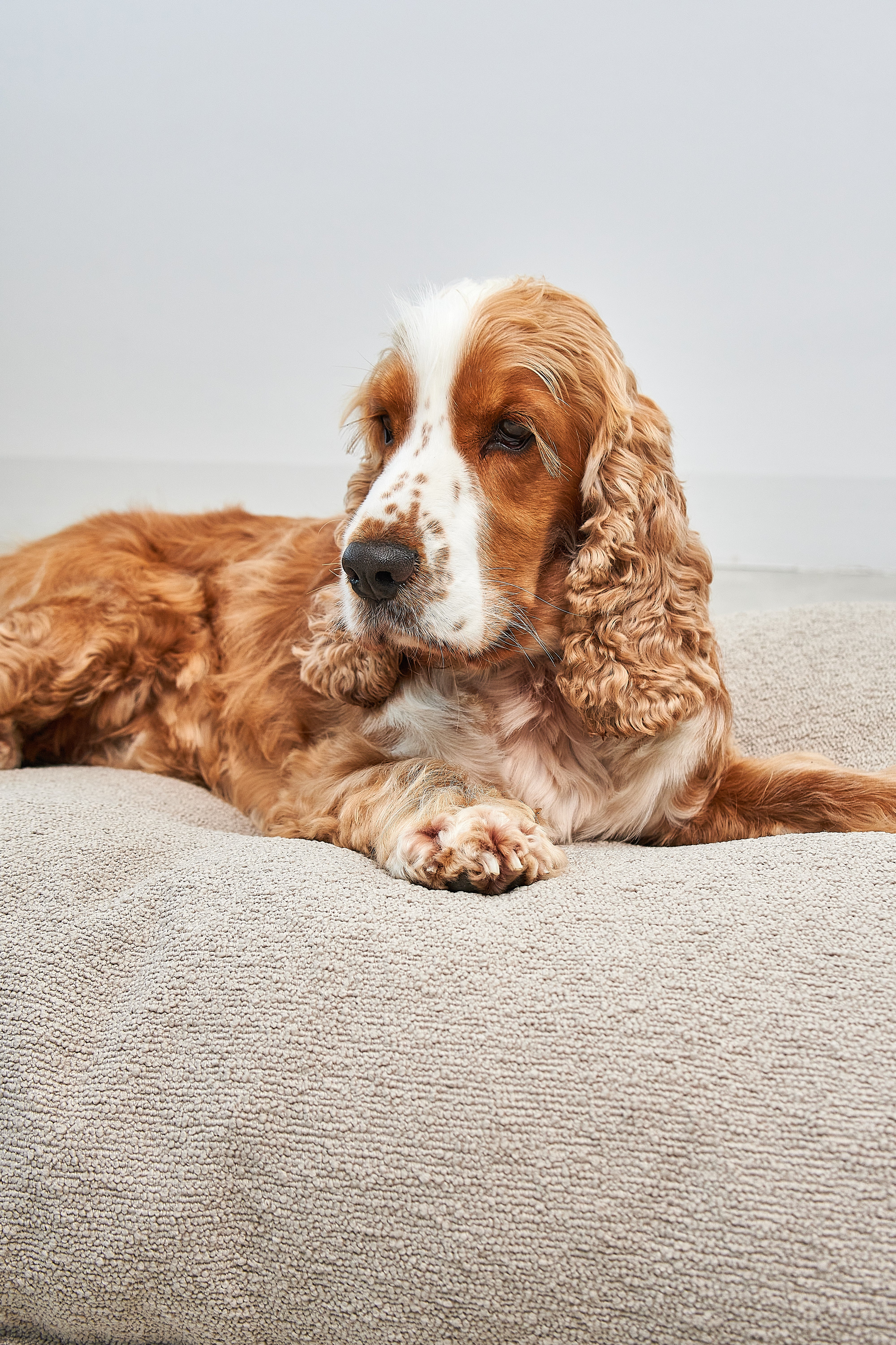 MiaCara Mondo Hundekissen Cappuccino Hundekorb