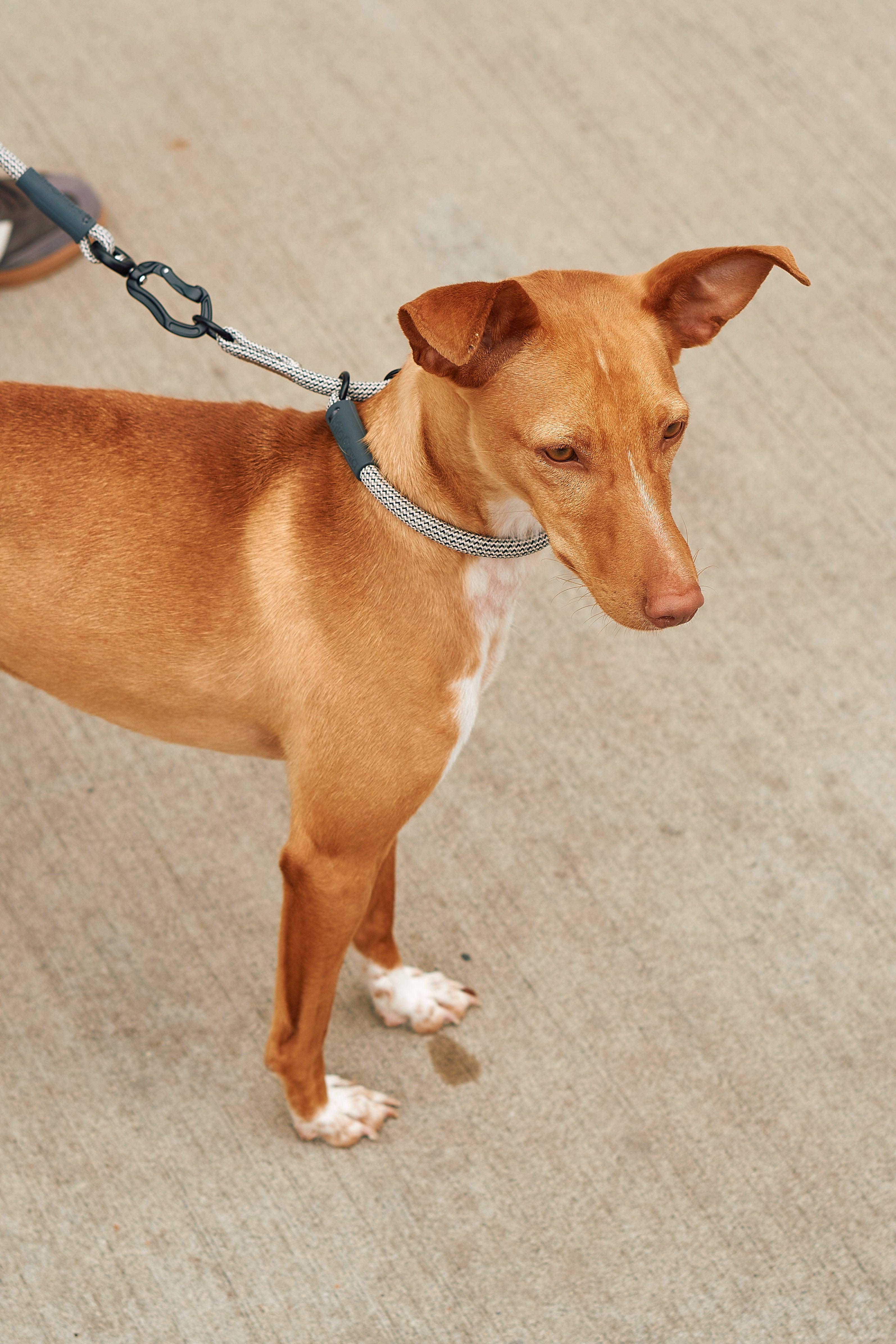MiaCara Monza Designer Zugstopp Hundehalsband Asphalt Greige Grolive Hundehalsband gassi hundetraining