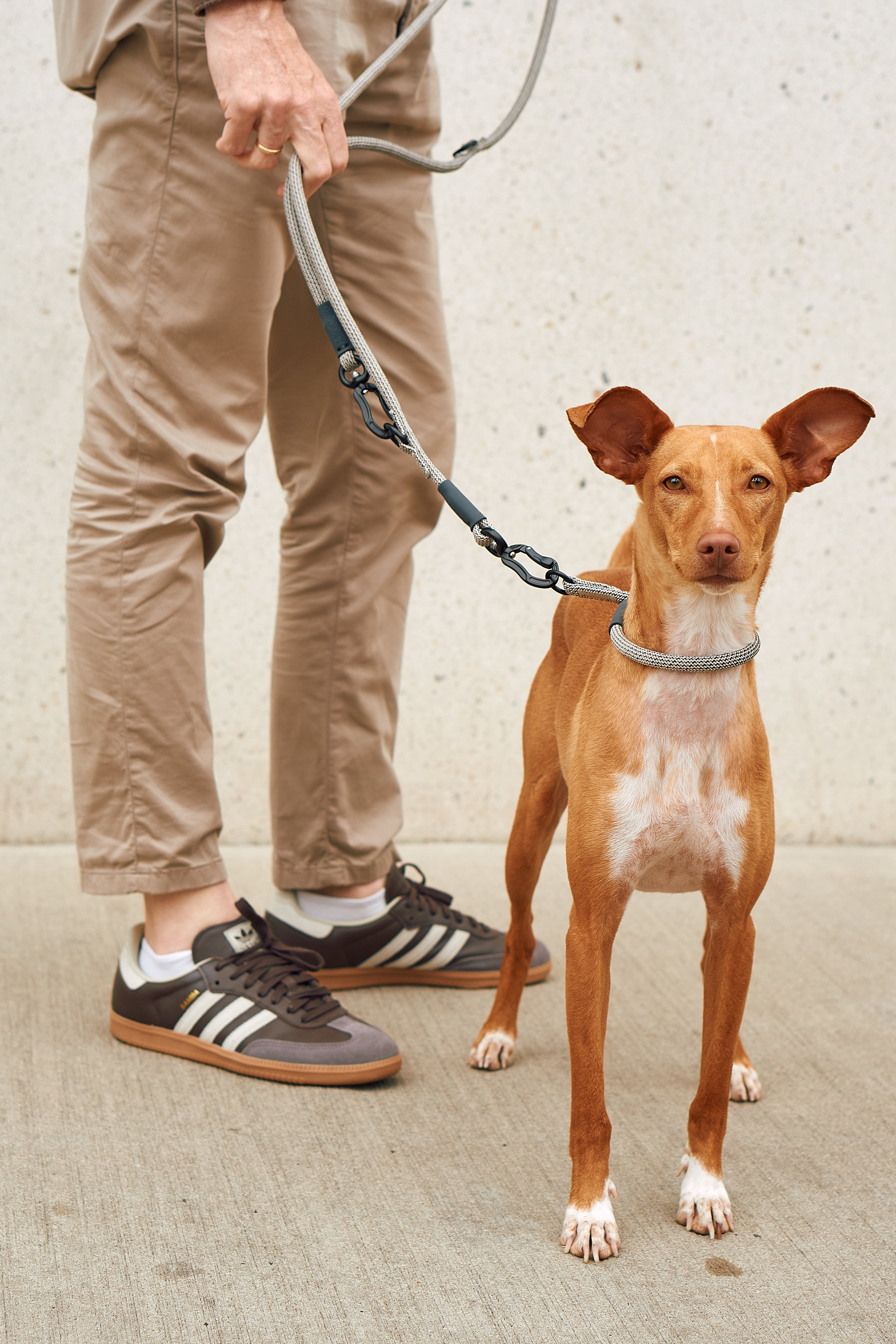 MiaCara Monza Zugstopp Hundehalsband Asphalt Greige Grolive Hundehalsband Hundespaziergang langlebig