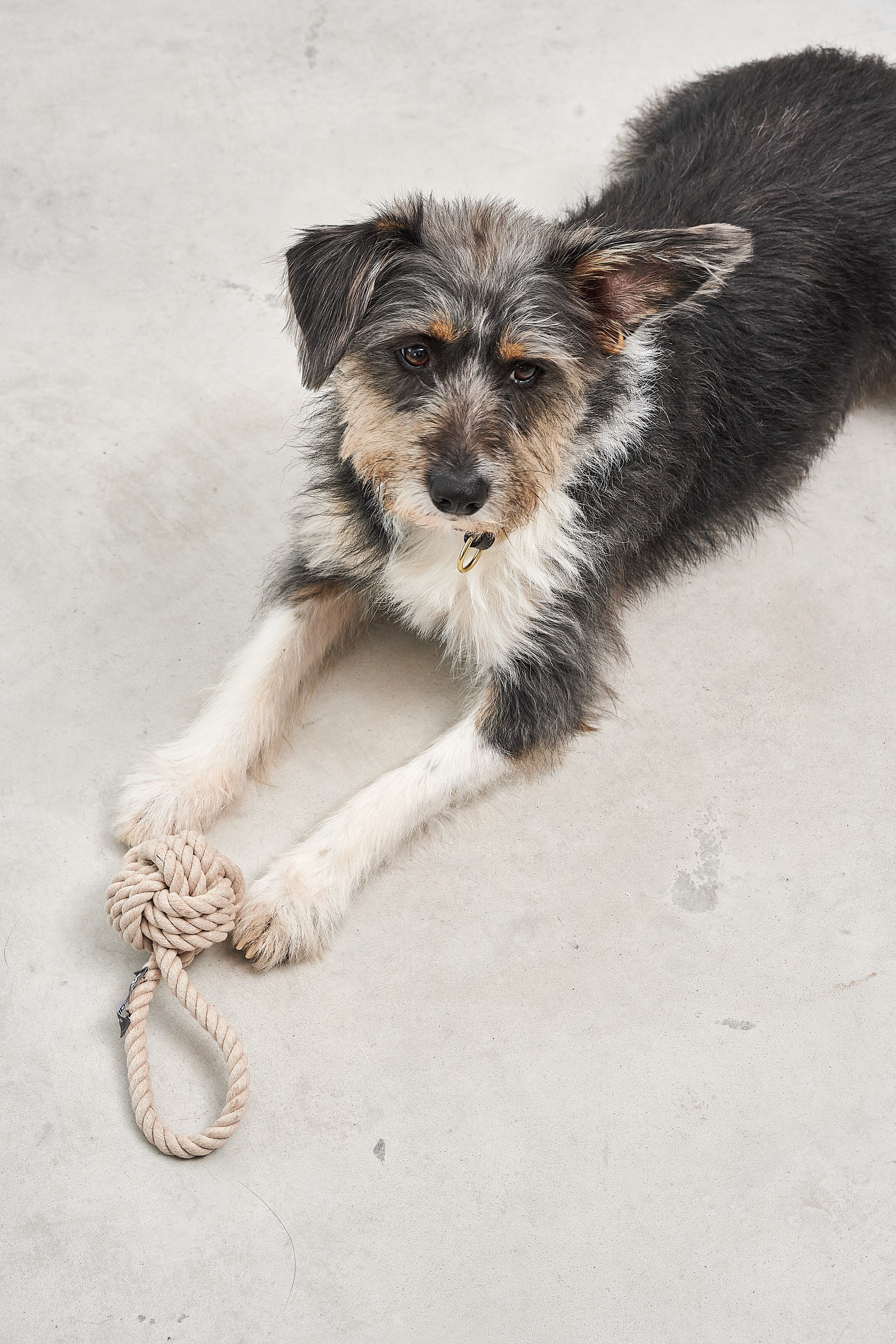 MiaCara Nodo Tau-Spielzeug Greige Hundespielzeug waschbar