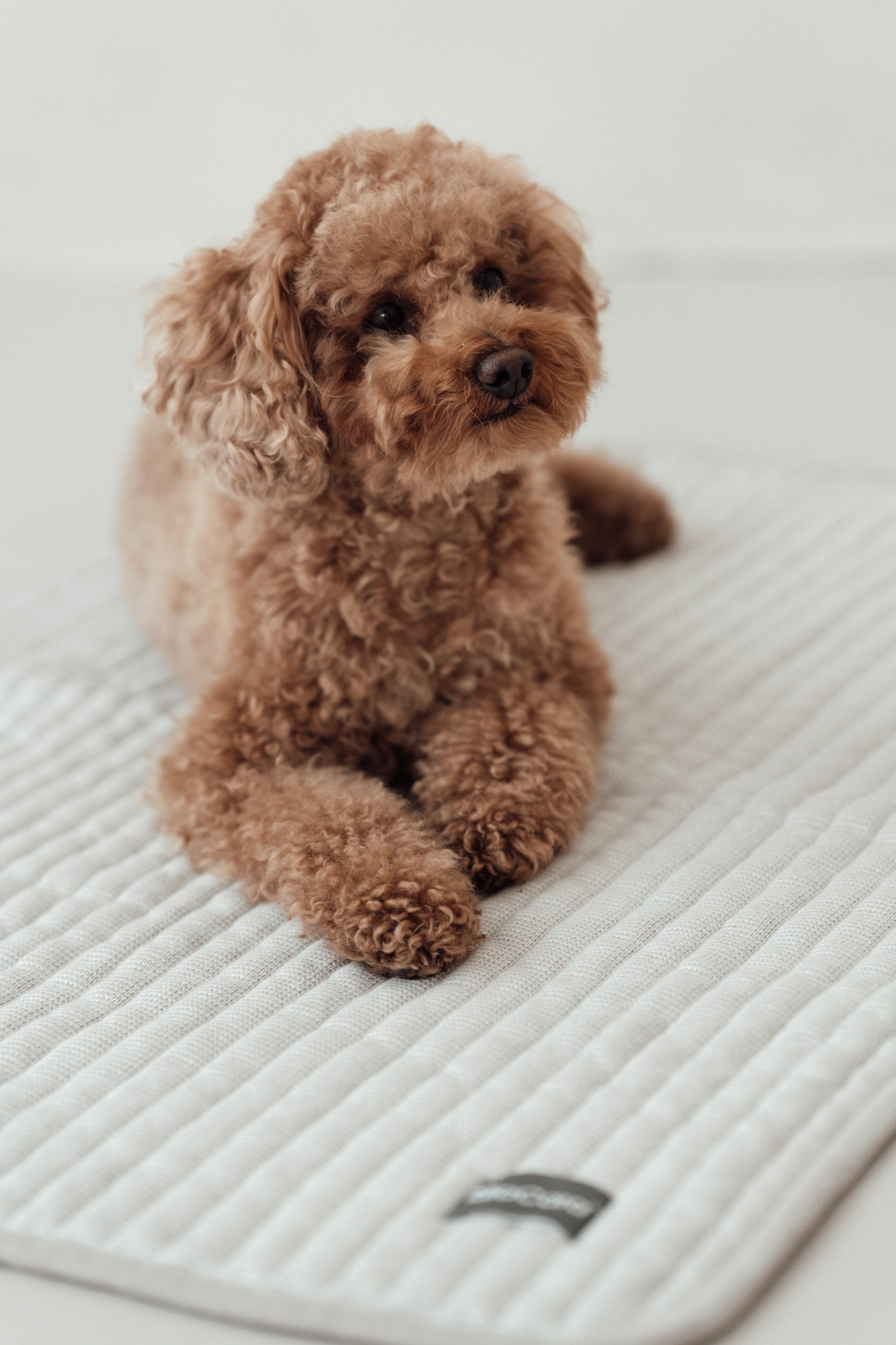 MiaCara Onda Strickdecke Greige
Decke für Hunde waschbar