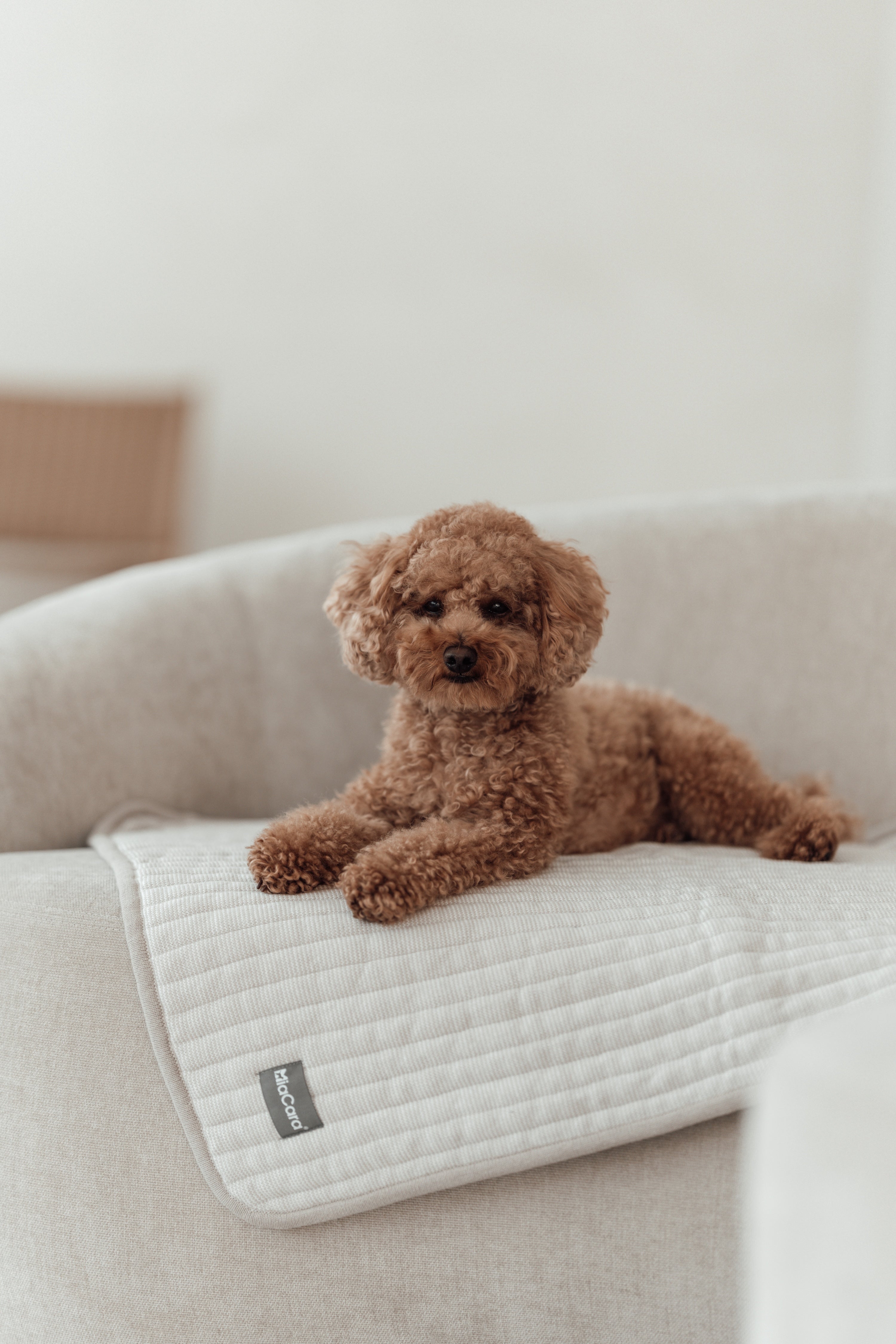 MiaCara Onda Strickdecke Greige
Hundedecke für unterwegs Reisen mit Hund
