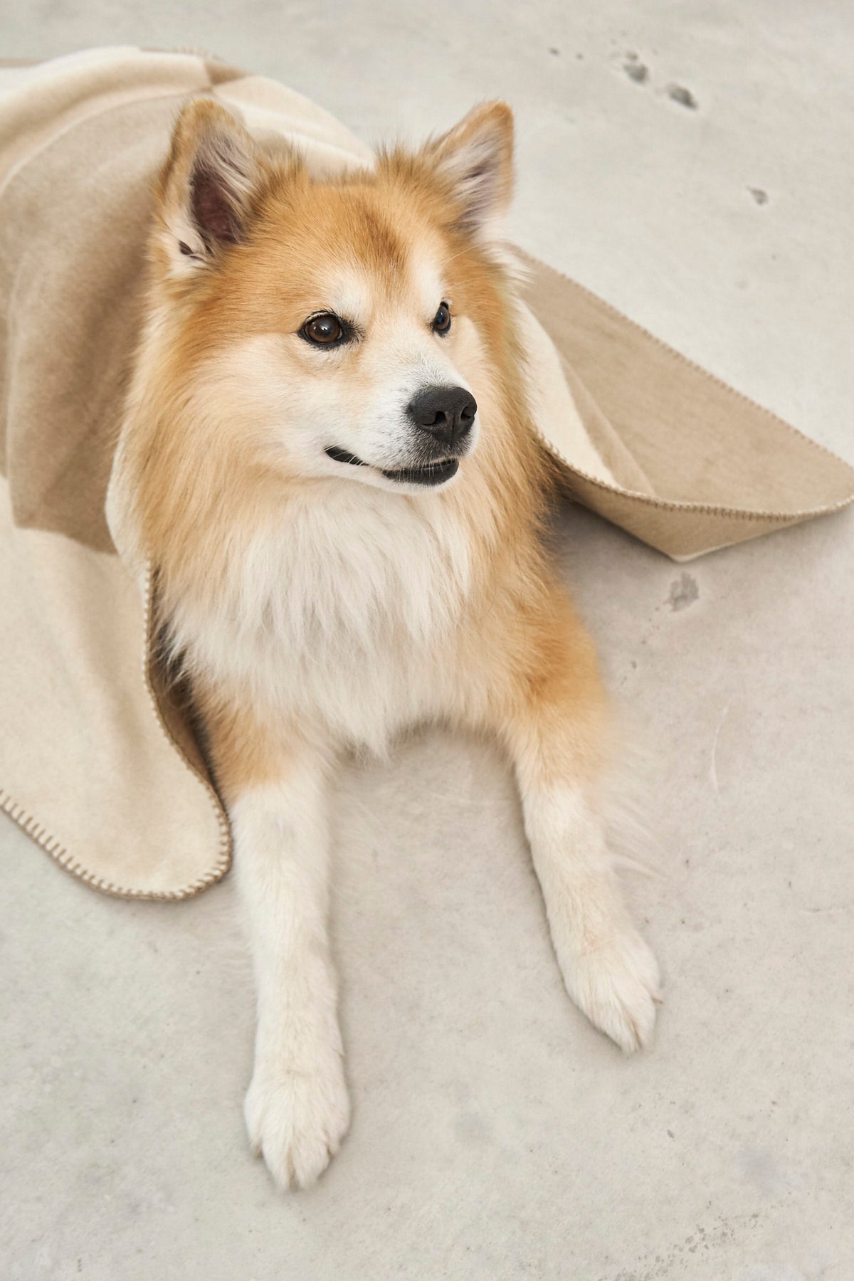 MiaCara Ponte Hundedecke Nougat Hundedecke unterwegs