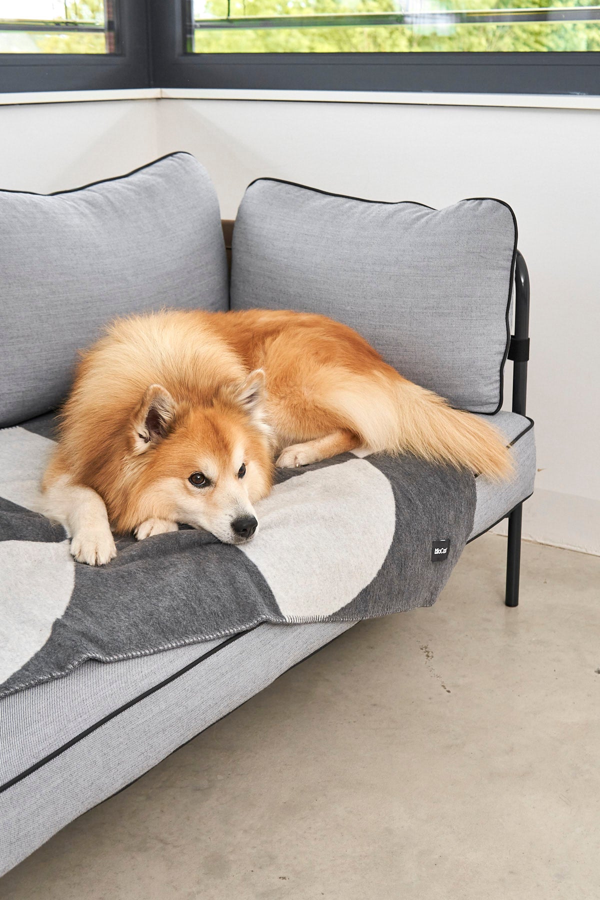 MiaCara Ponte Hundedecke Schiefer Hundedecke unterwegs