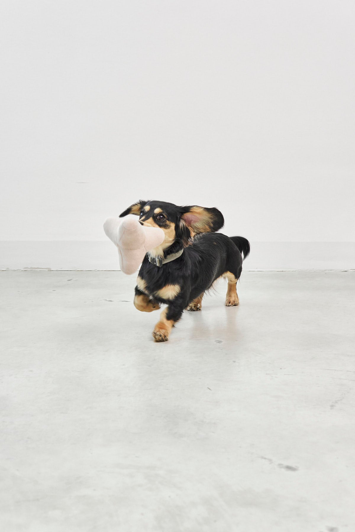 MiaCara Quattro Hundespielzeug Dusty Green Hunde Design