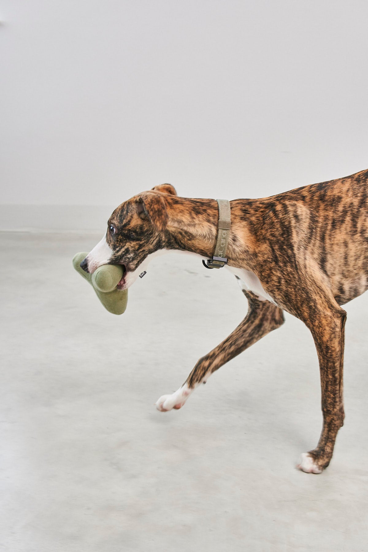 MiaCara Quattro Hundespielzeug Dusty Green Nachhaltiges Hundespielzeug