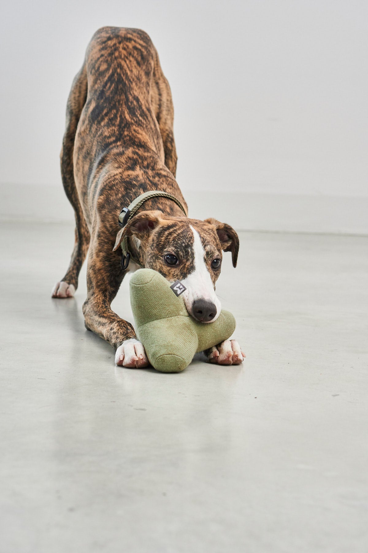 MiaCara Quattro Hundespielzeug Dusty Green Spielzeug für Welpen