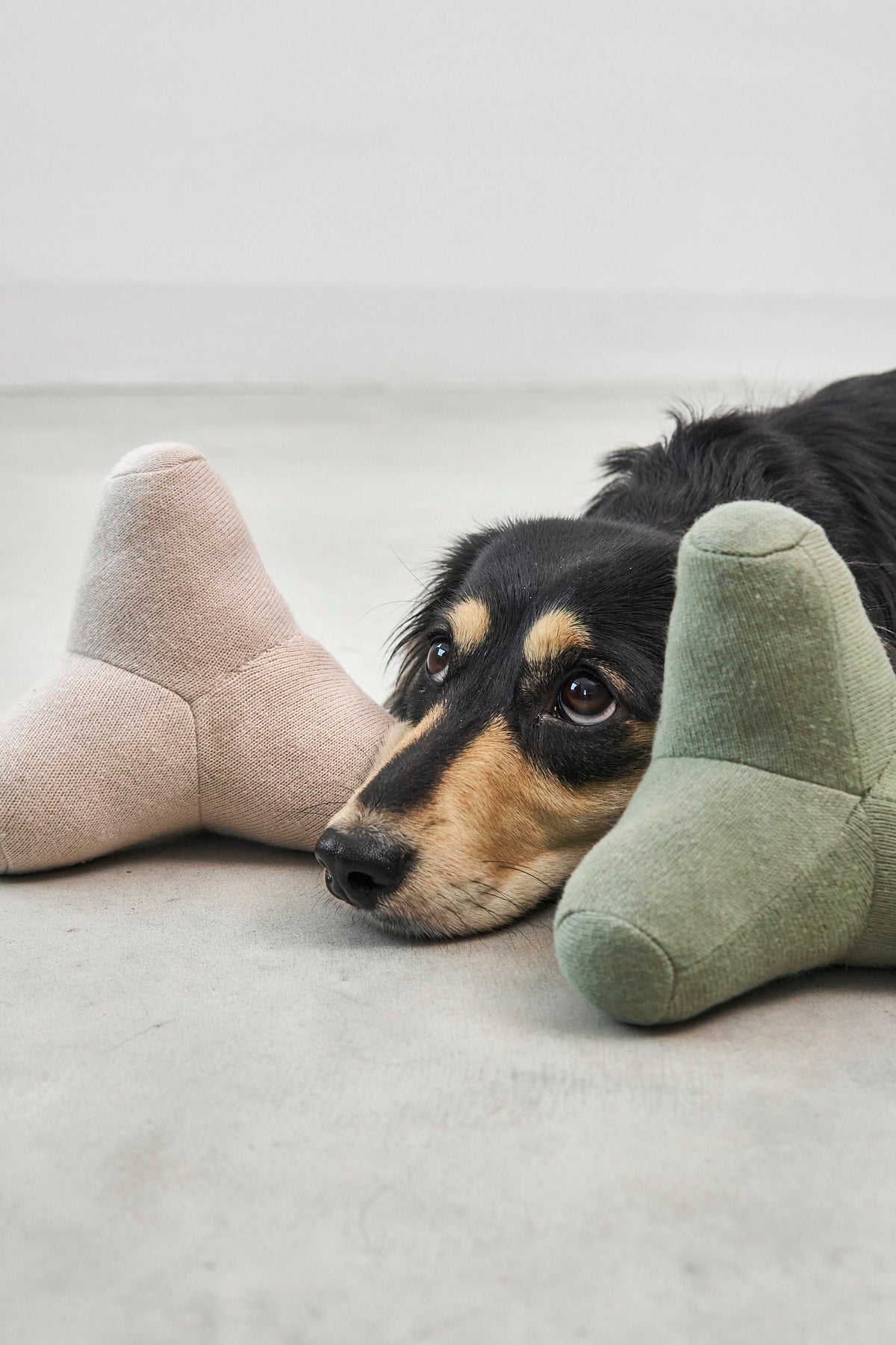 MiaCara Quattro Hundespielzeug Greige Dusty Green