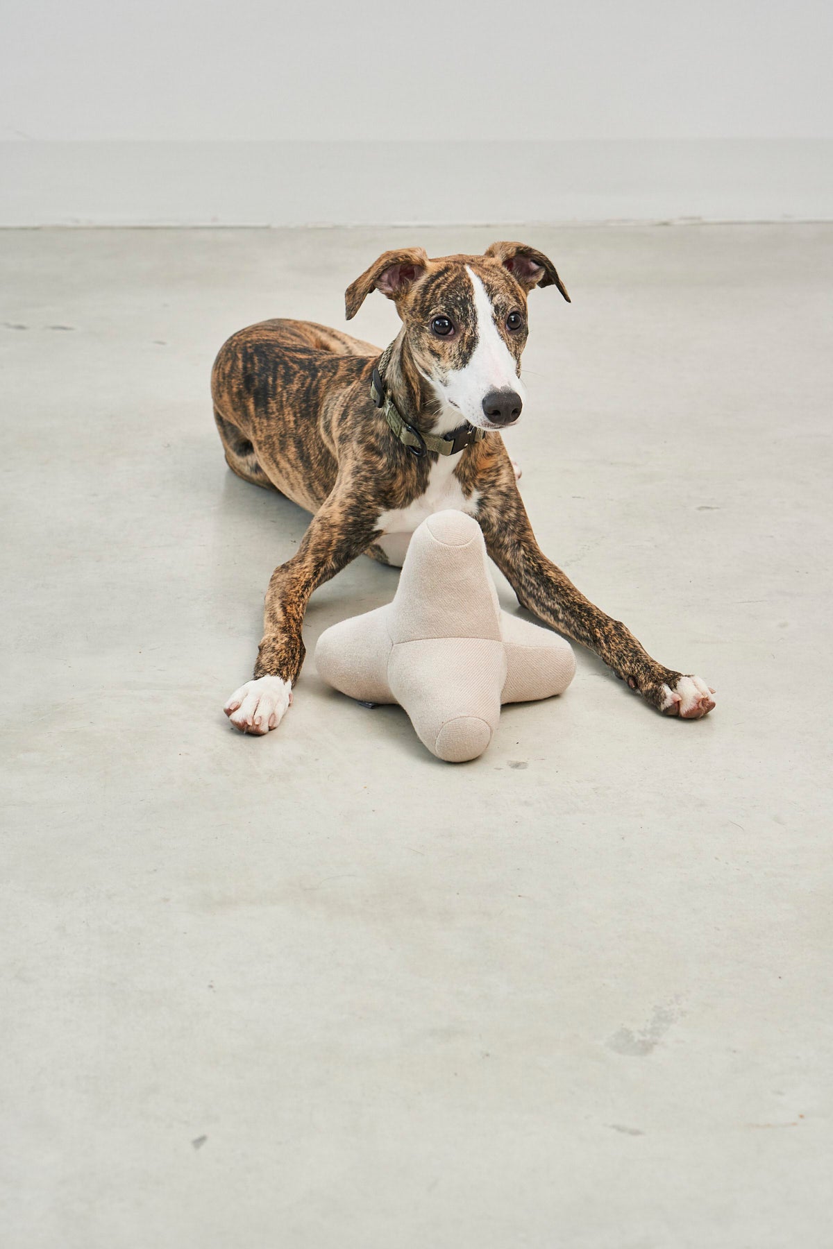 MiaCara Quattro Hundespielzeug Greige Hunde Design