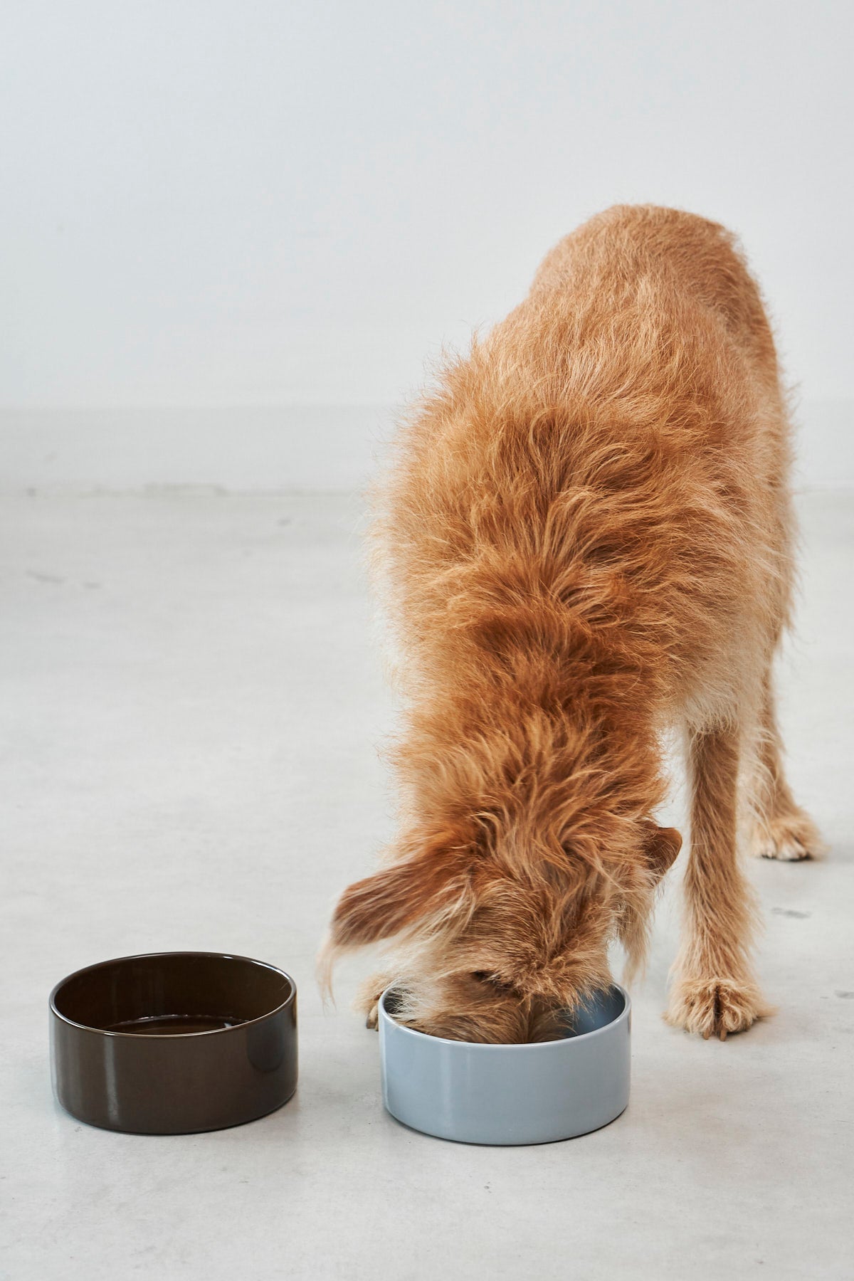 MiaCara Scodella Hundenapf Light Sky Porzellannapf für Hunde