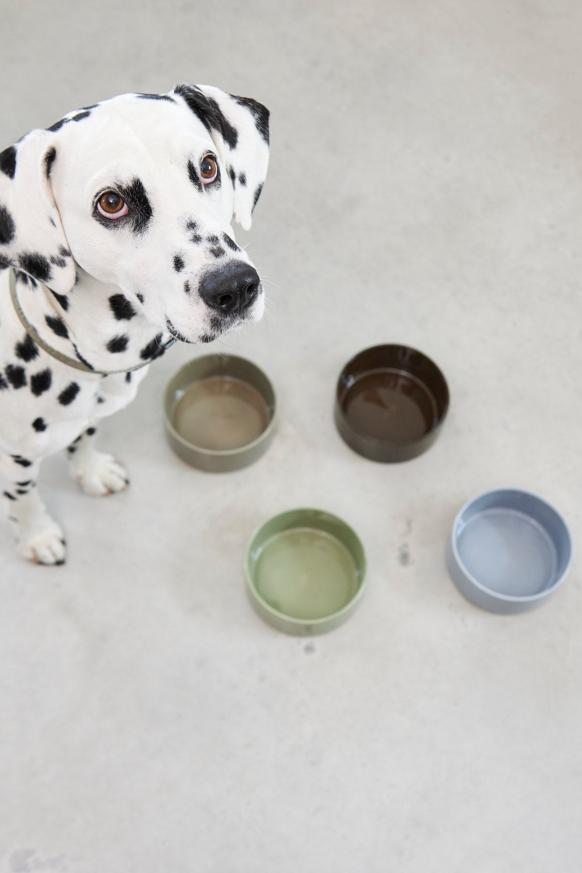 MiaCara Scodella Hundenapf Hundenapf aus Porzellan