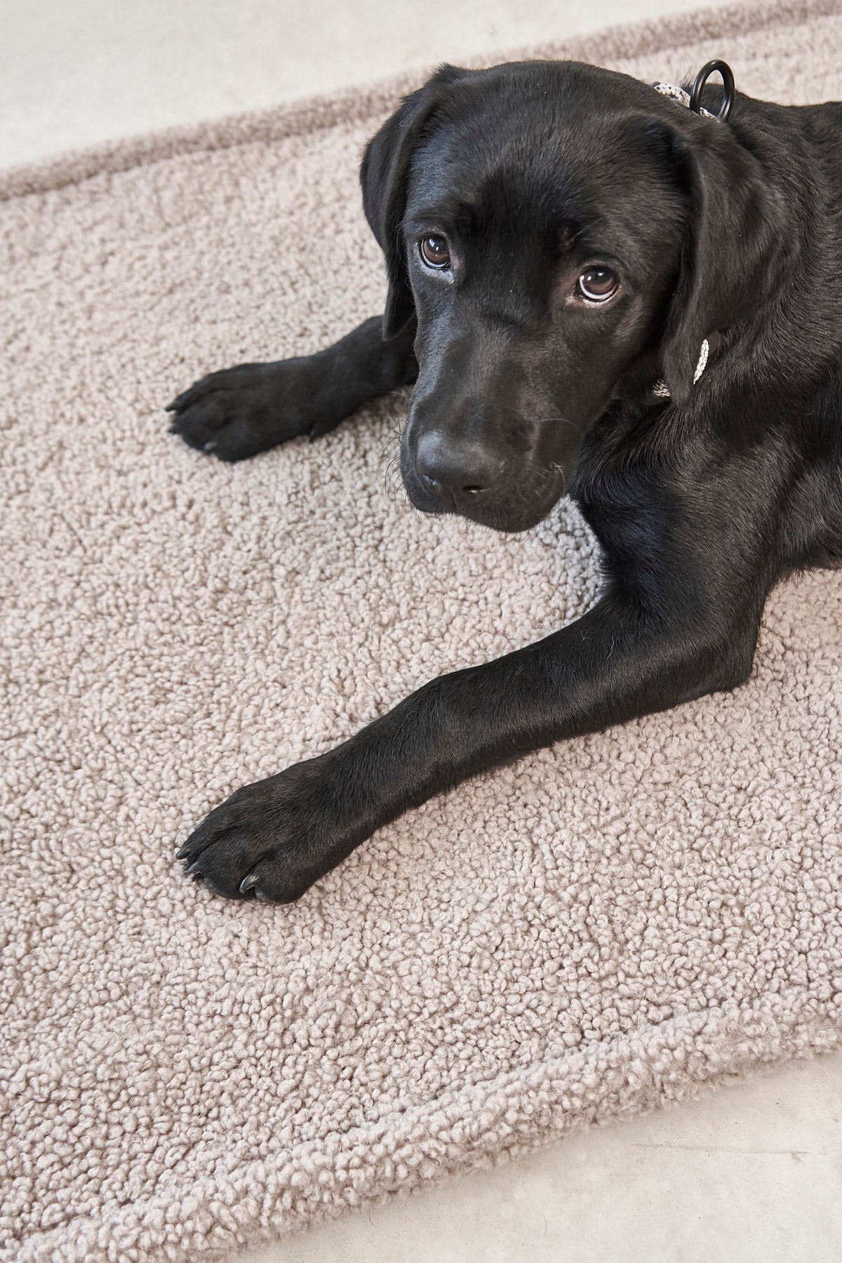 MiaCara Senso Hundedecke Greige Teddy Hundedecke Teddyplüsch