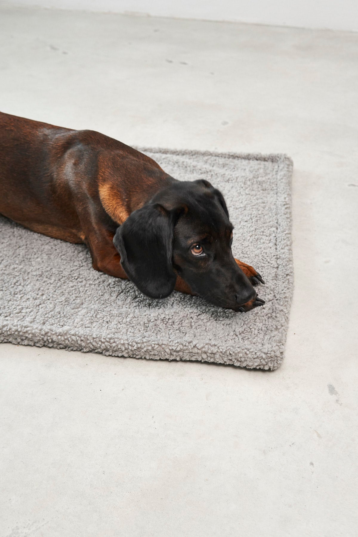 MiaCara Senso Hundedecke Kiesel Teddydecke für Hunde