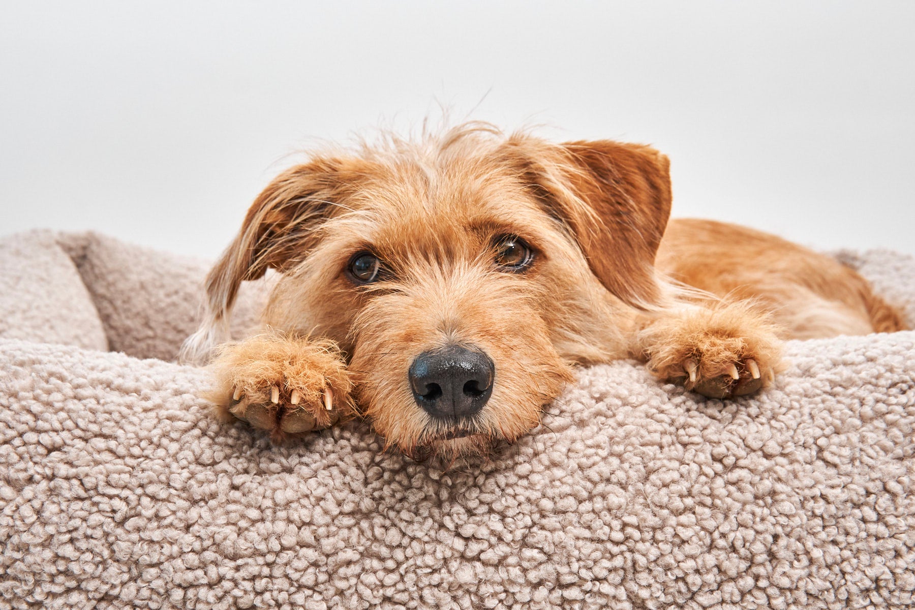 MiaCara Senso Box-Bett Greige waschbares Hundebett