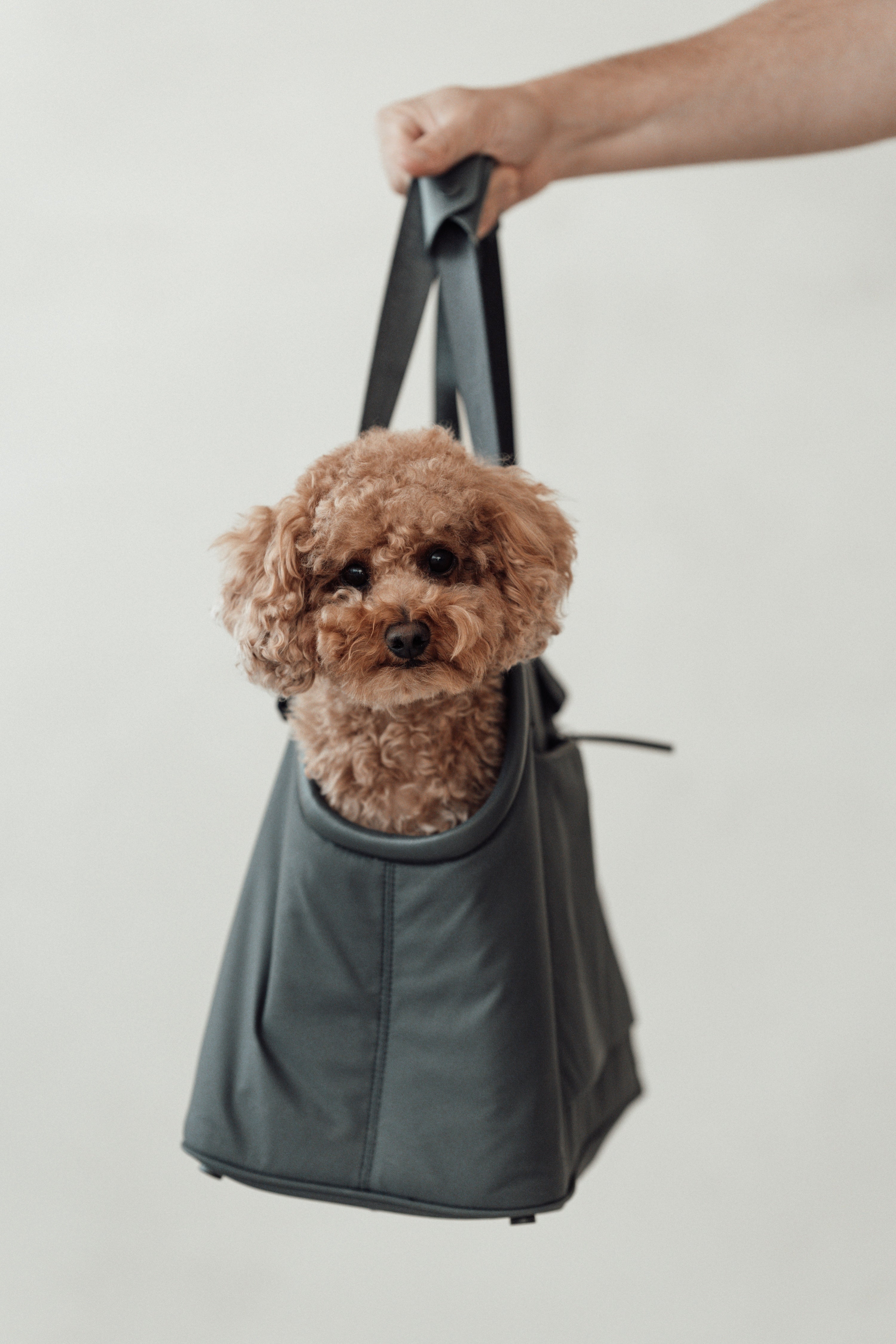 MiaCara Sporta Hundetragetasche Asphalt Hundetasche zum Umhängen Reisen mit Hund