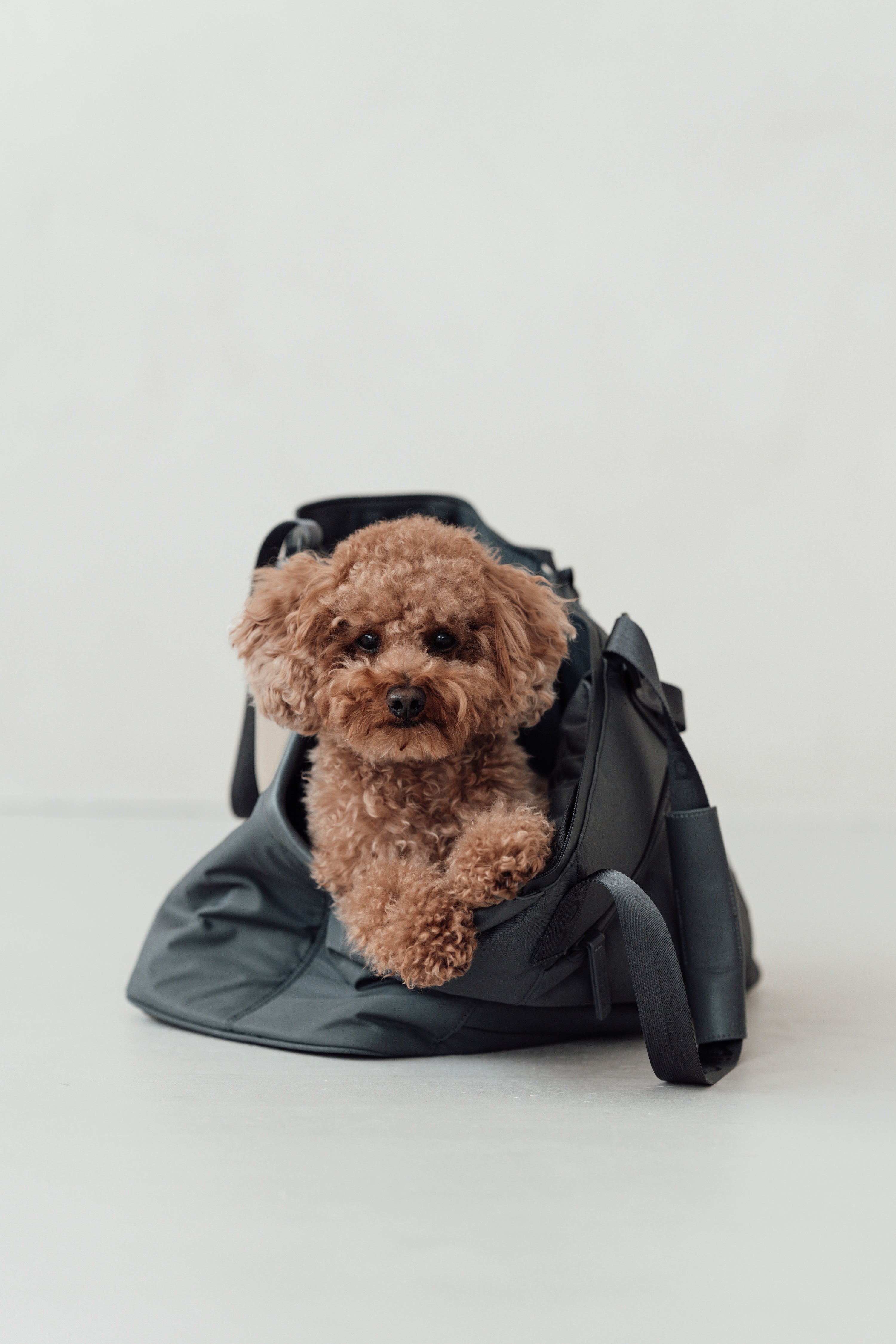 MiaCara Sporta Hundetragetasche Asphalt Hundetragetasche Dackel für unterwegs
