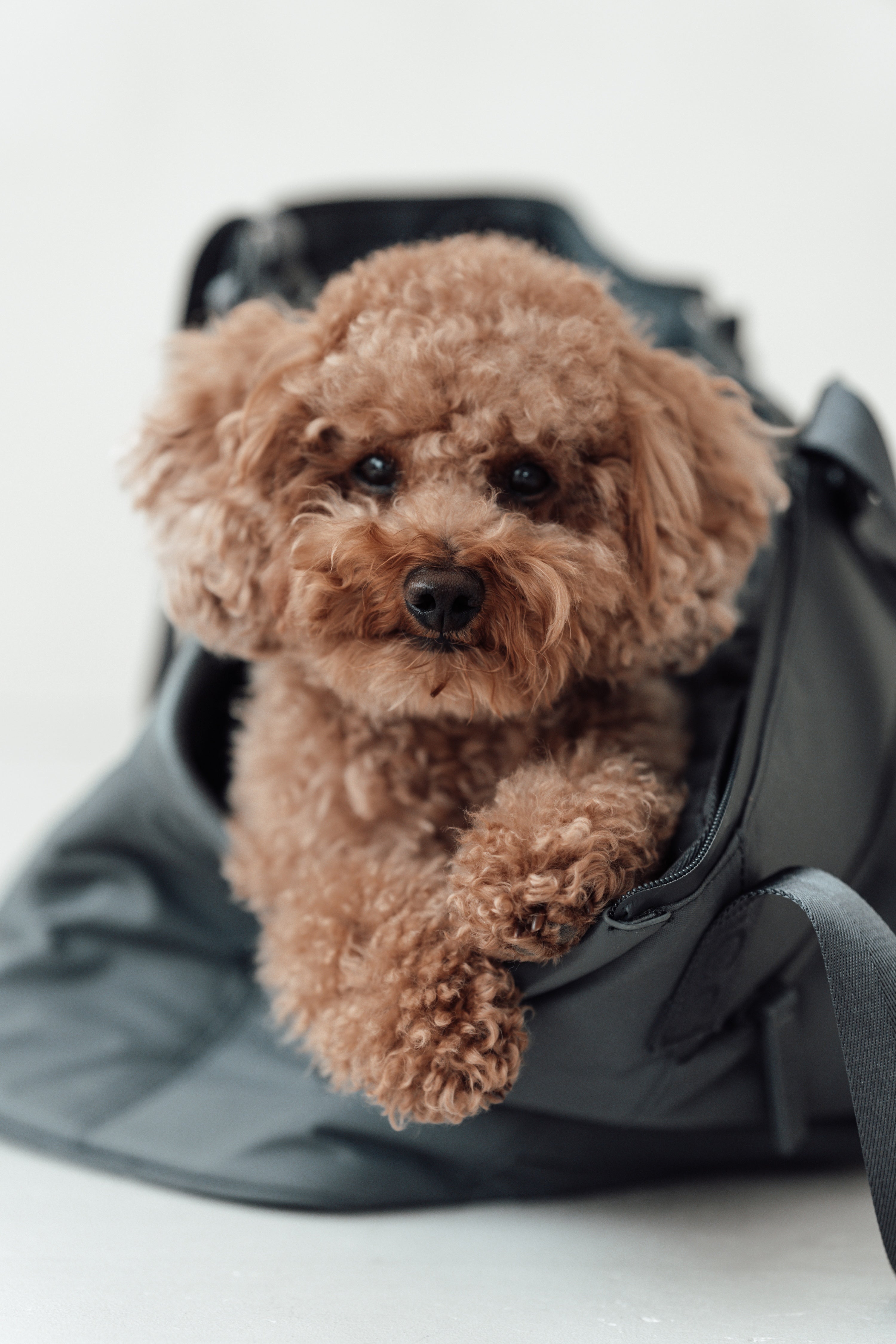 MiaCara Sporta Hundetragetasche Asphalt Hundetragetasche Dackel zum Umhängen Reisen mit Hund