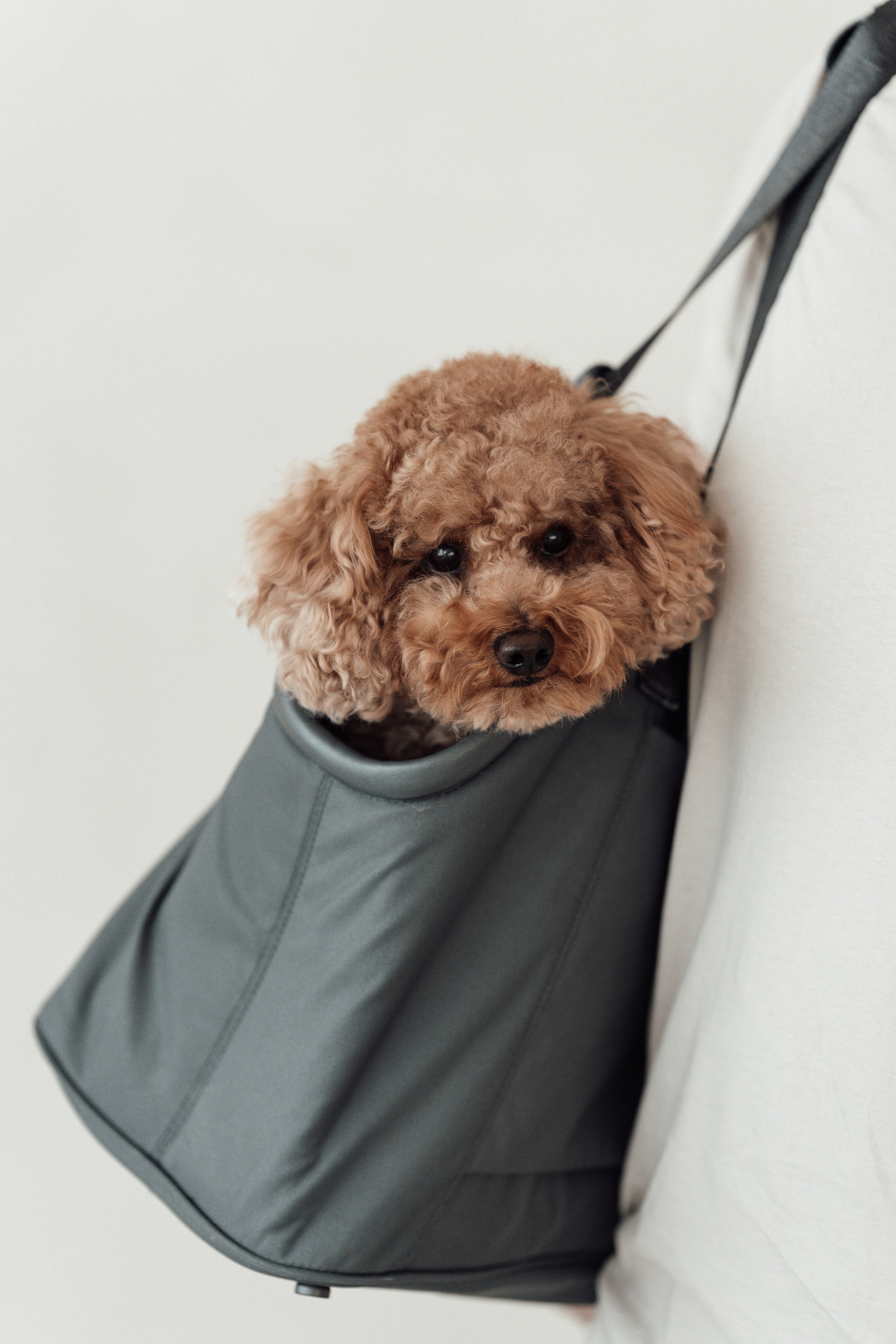 MiaCara Sporta Hundetragetasche Asphalt Tragetasche für Dackel Reisen mit Hund