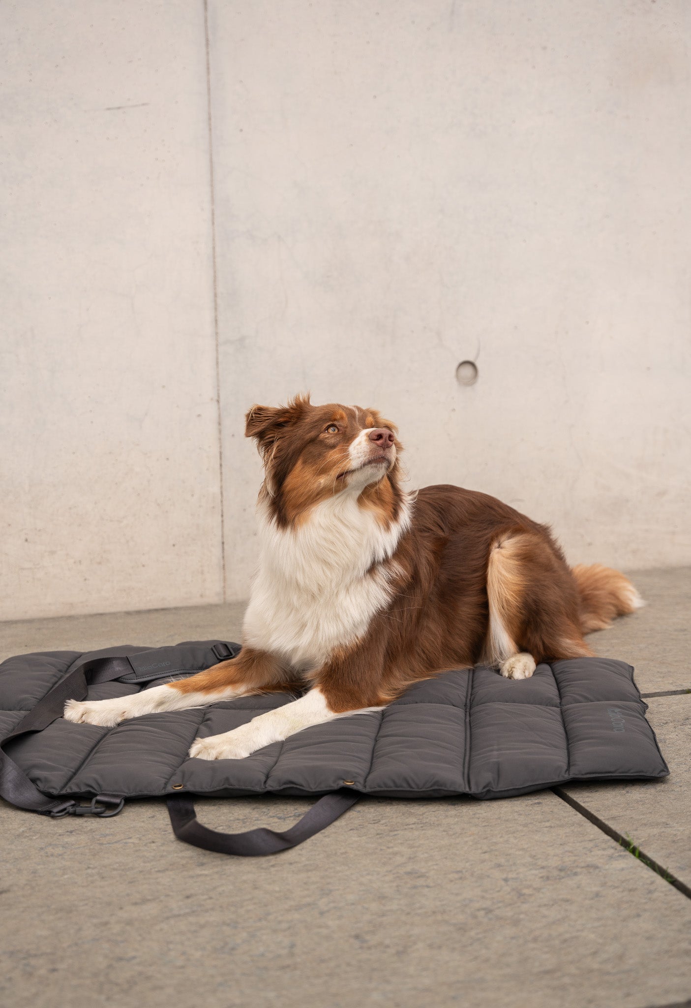 MiaCara Strada travelBed Asphalt Hundedecke faltbar für unterwegs