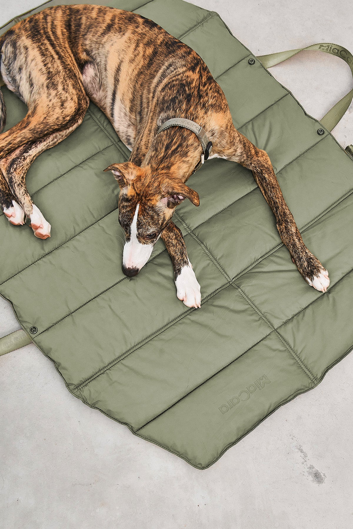 MiaCara Strada travelBed Grolive Hundereisebett waschbar
