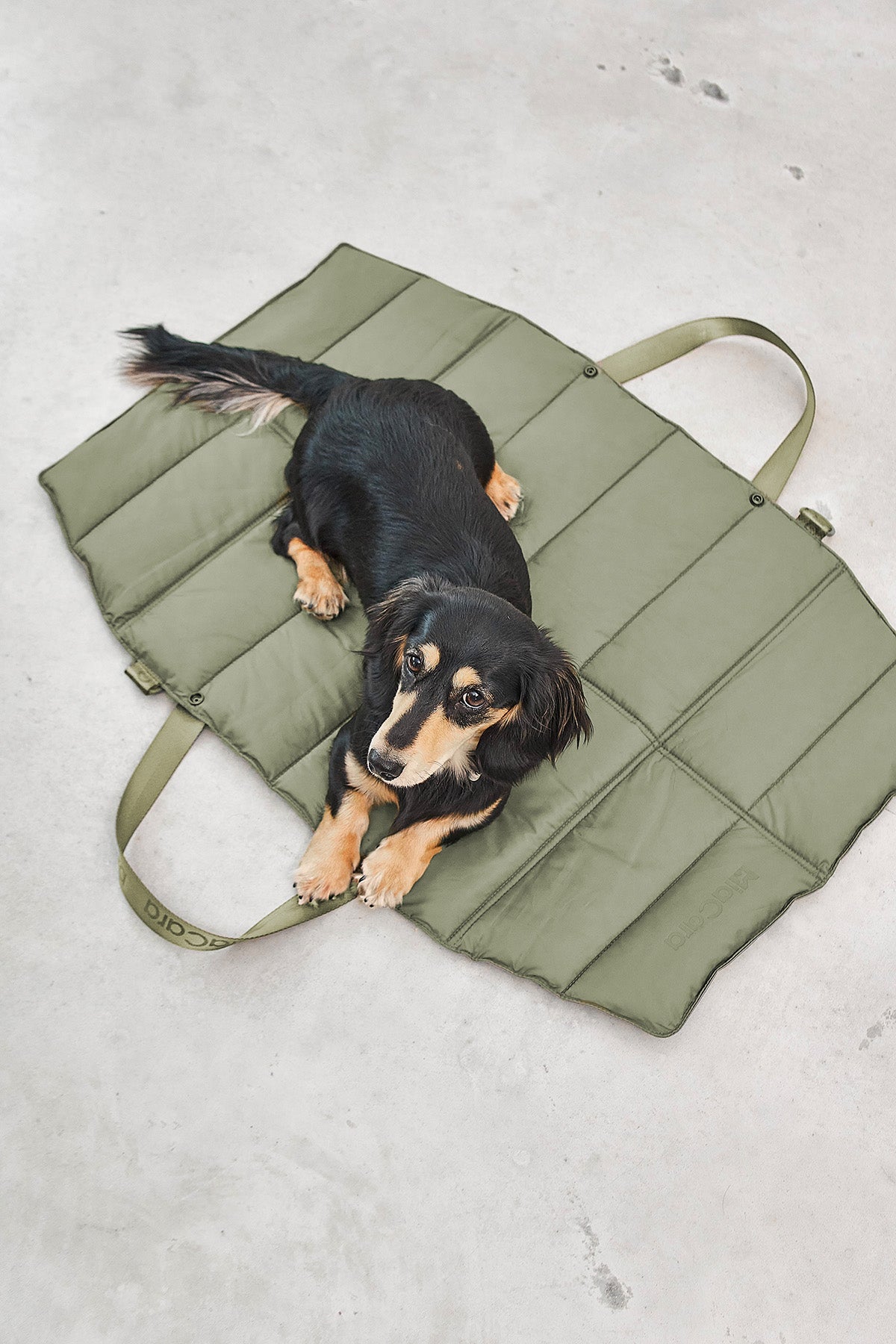 MiaCara Strada travelBed Grolive Reisen mit Hund