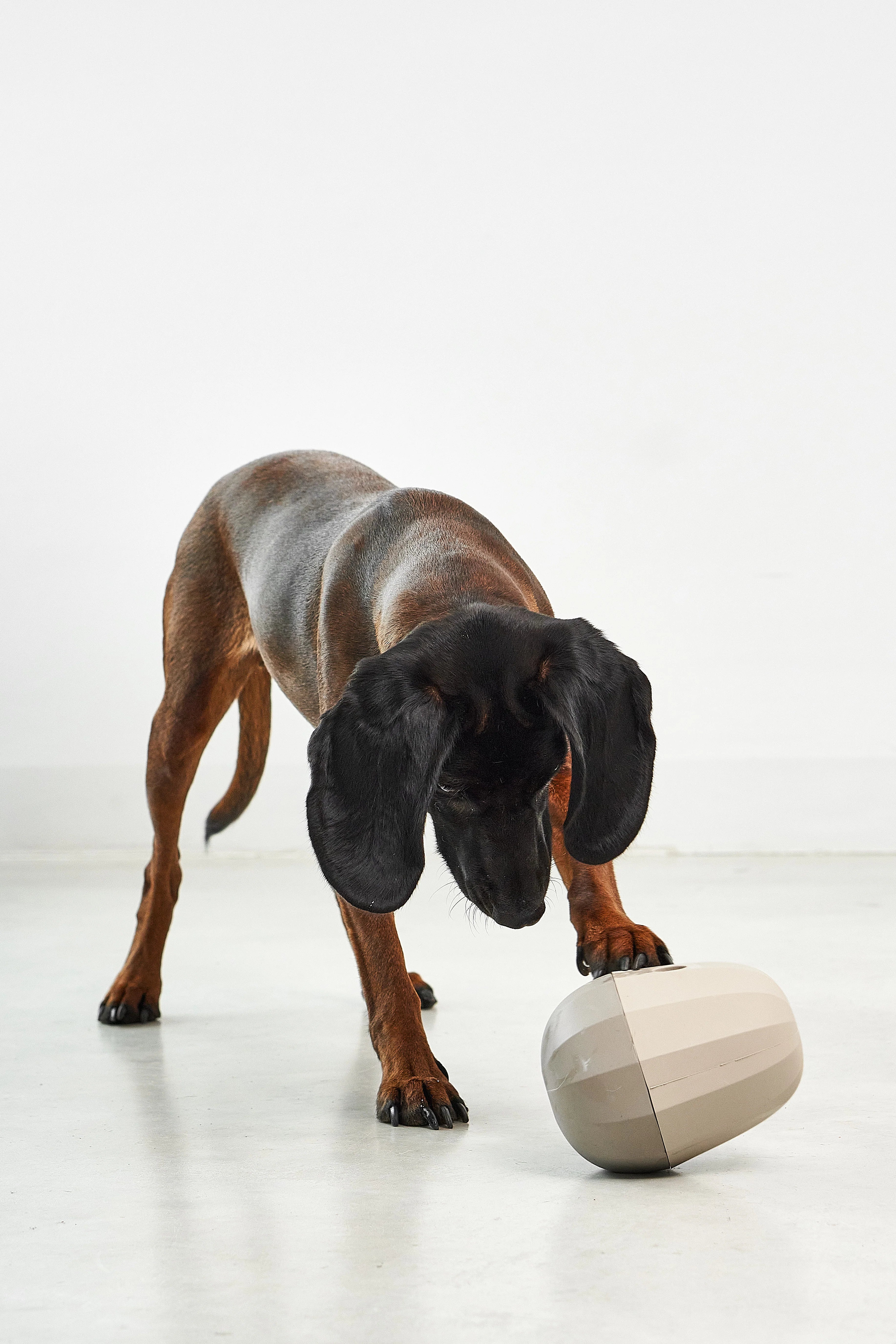 MiaCara Uovo Beschäftigungsspielzeug Greige Beschäftigung Hund Alleinebleiben