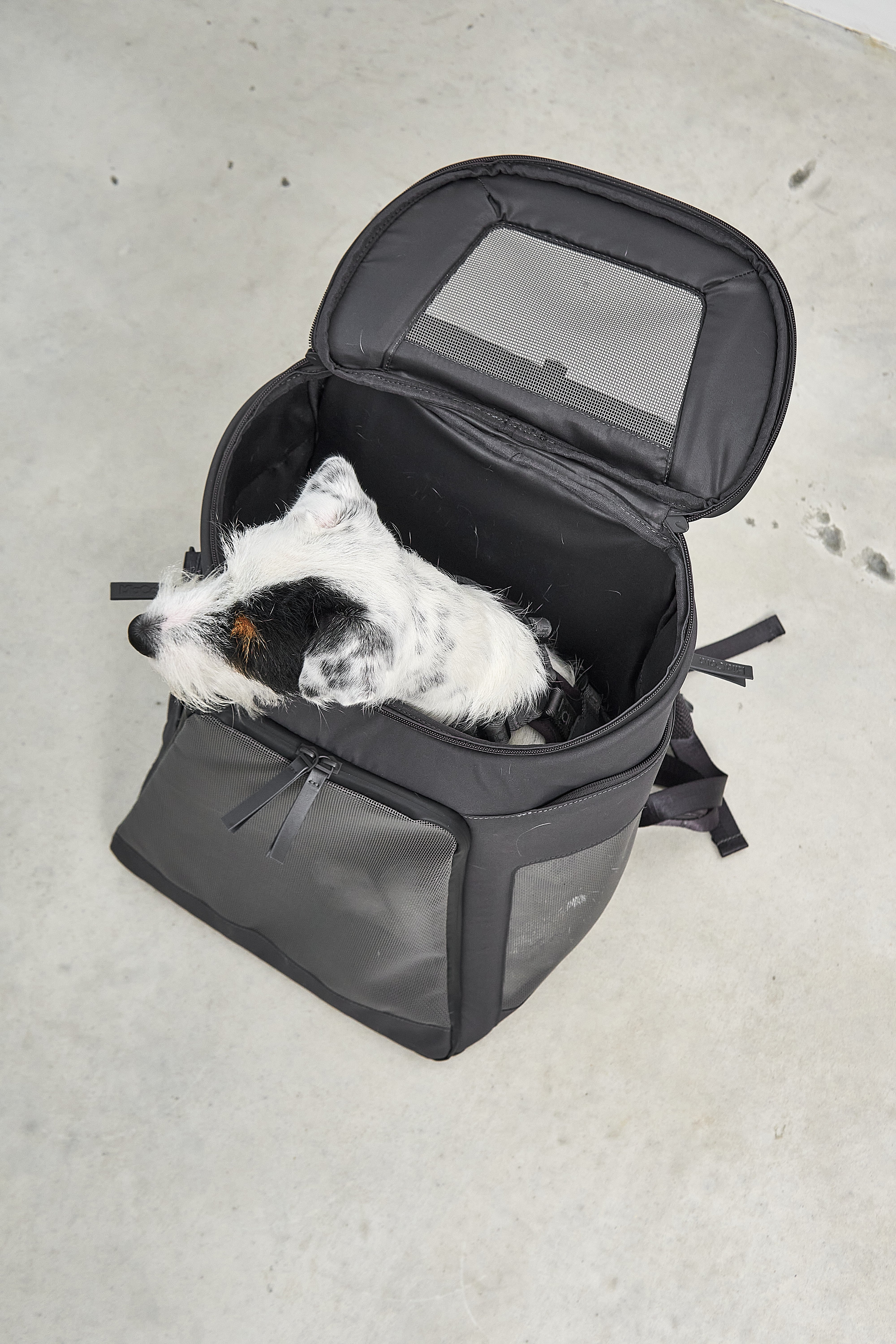 MiaCara Zaino Hunderucksack Asphalt Reisen mit Hund