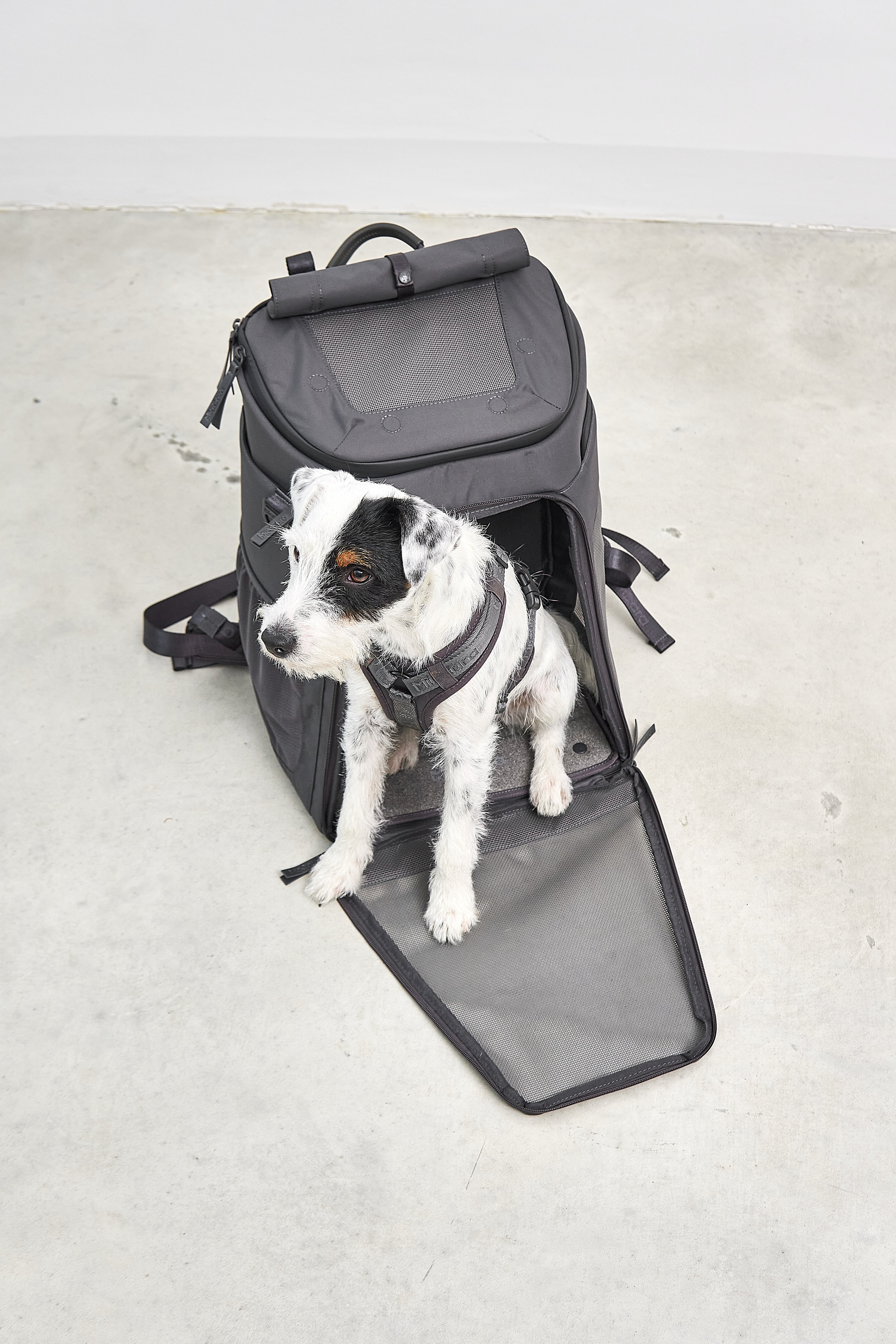 MiaCara Zaino Hunderucksack Asphalt Wanderrucksack für Hunde