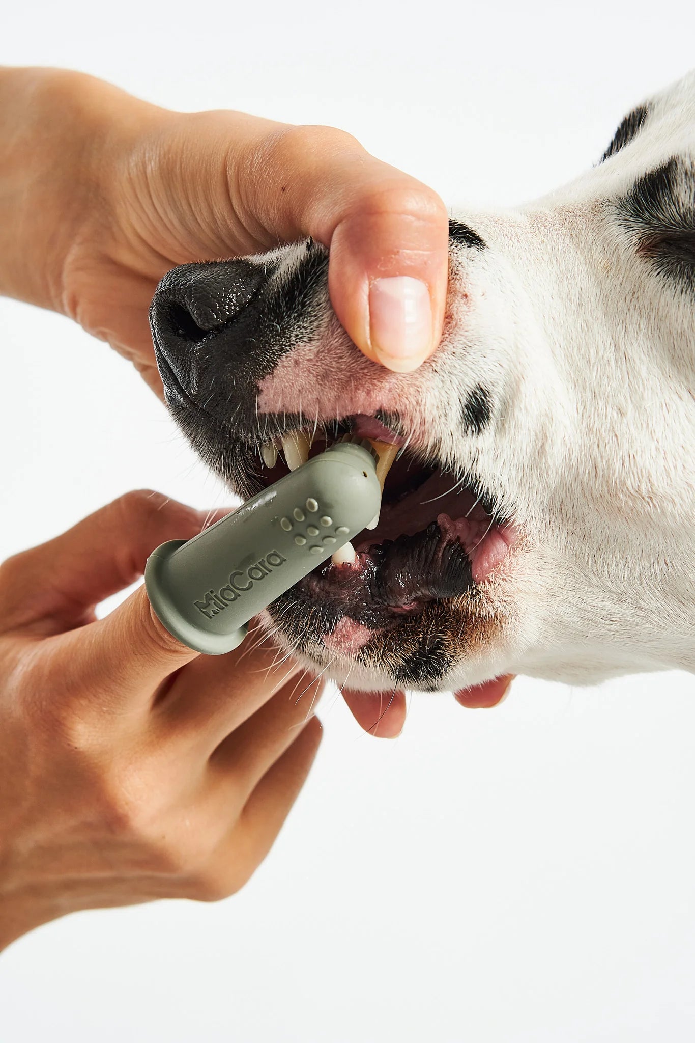 Miacara Dente Hundezahngel Hundezahnpasta gegen Mundgeruch