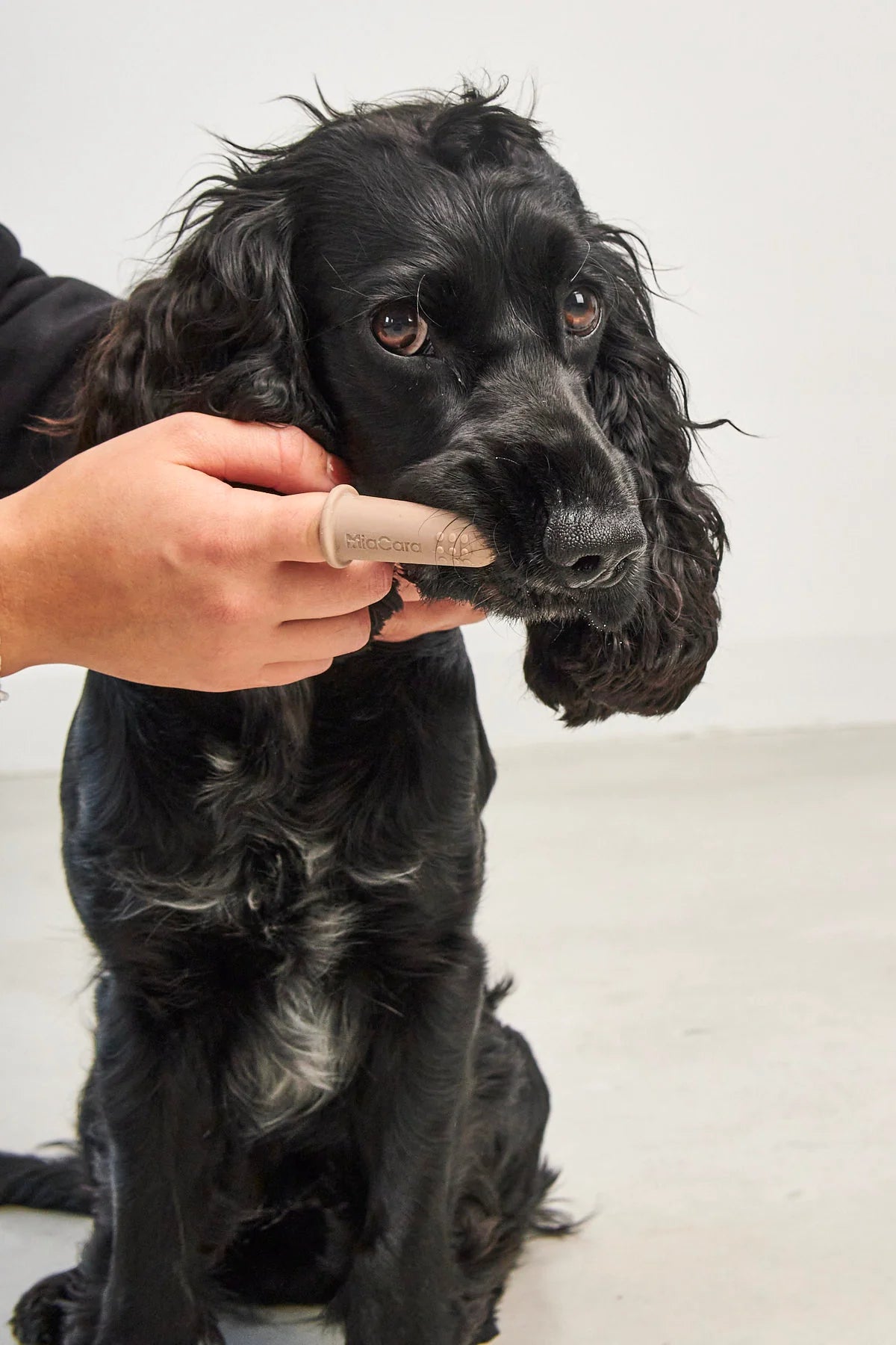 Miacara Dente Hundezahngel Hundezahnpflege