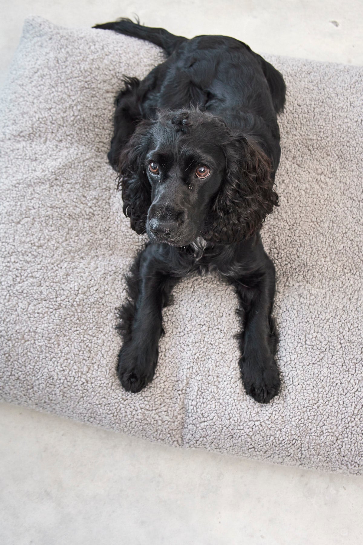 Miacara Senso Hundekissen Kiesel waschbares Teddykissen
