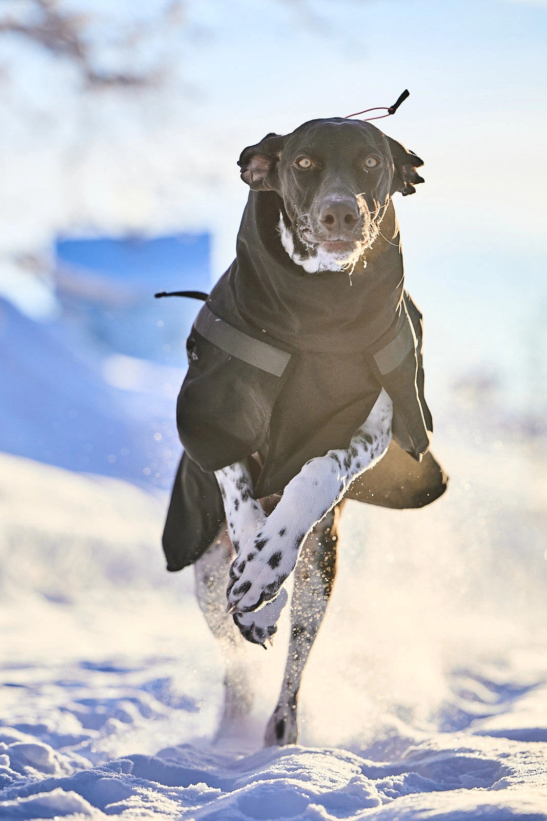 Non Stop Dogwear Trekking Insulated Dog Jacket schwarze Hunderegenjacke