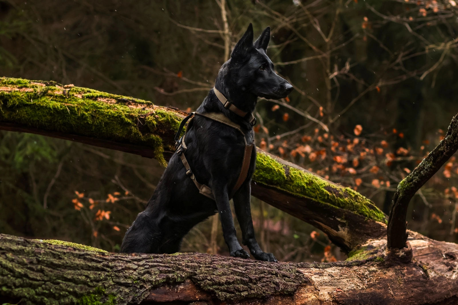 Non-Stop Dogwear Line harness Grip WD Hundegeschirr