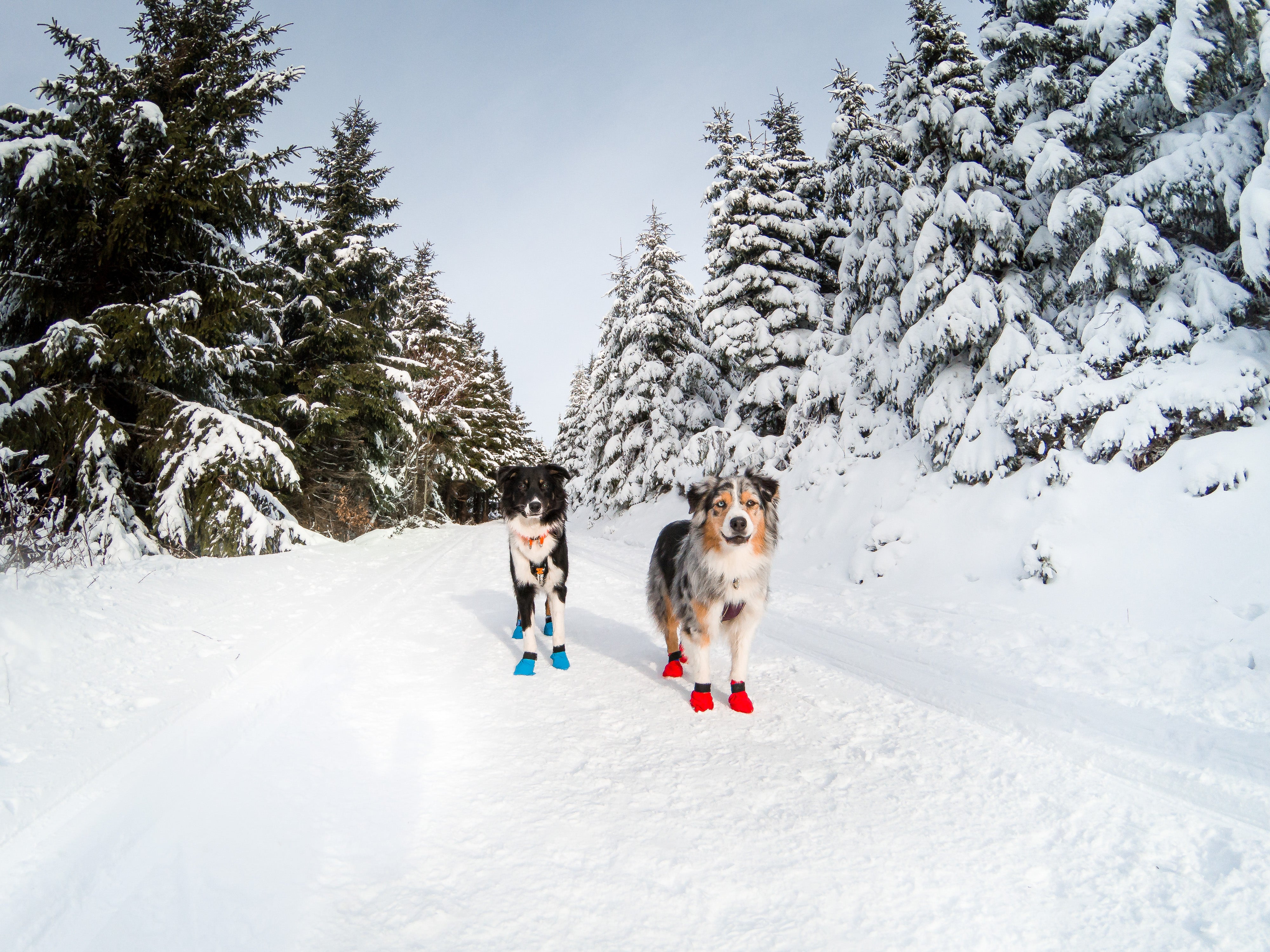 Non Stop Dogwear Long Distance Bootie Hundebooties fuer Hundesport