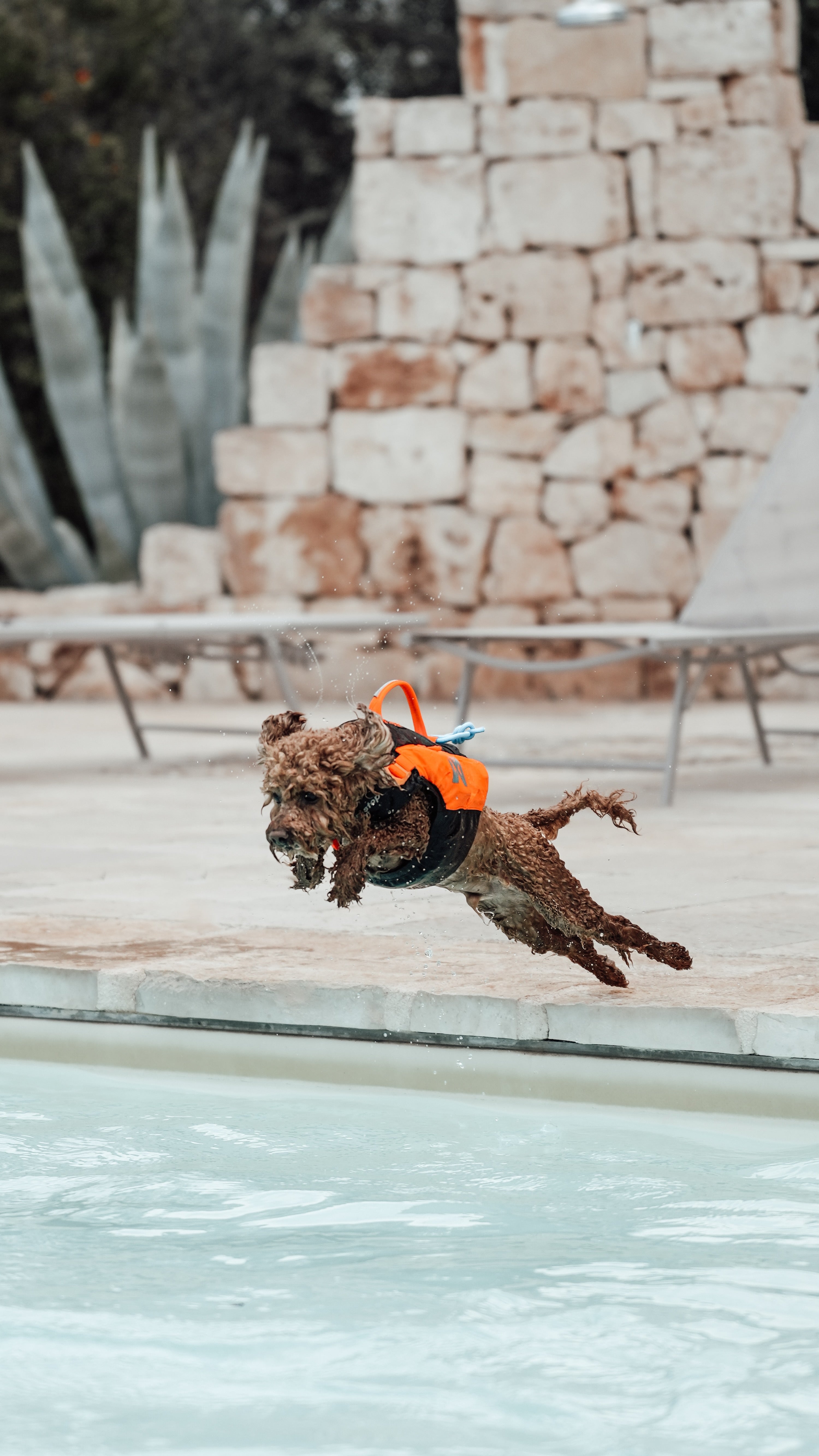 Non-Stop Dogwear Protector Life Jacket Orange Black Hundeschwimmweste Schwimmweste für Hunde Hund Schwimmen beibringen