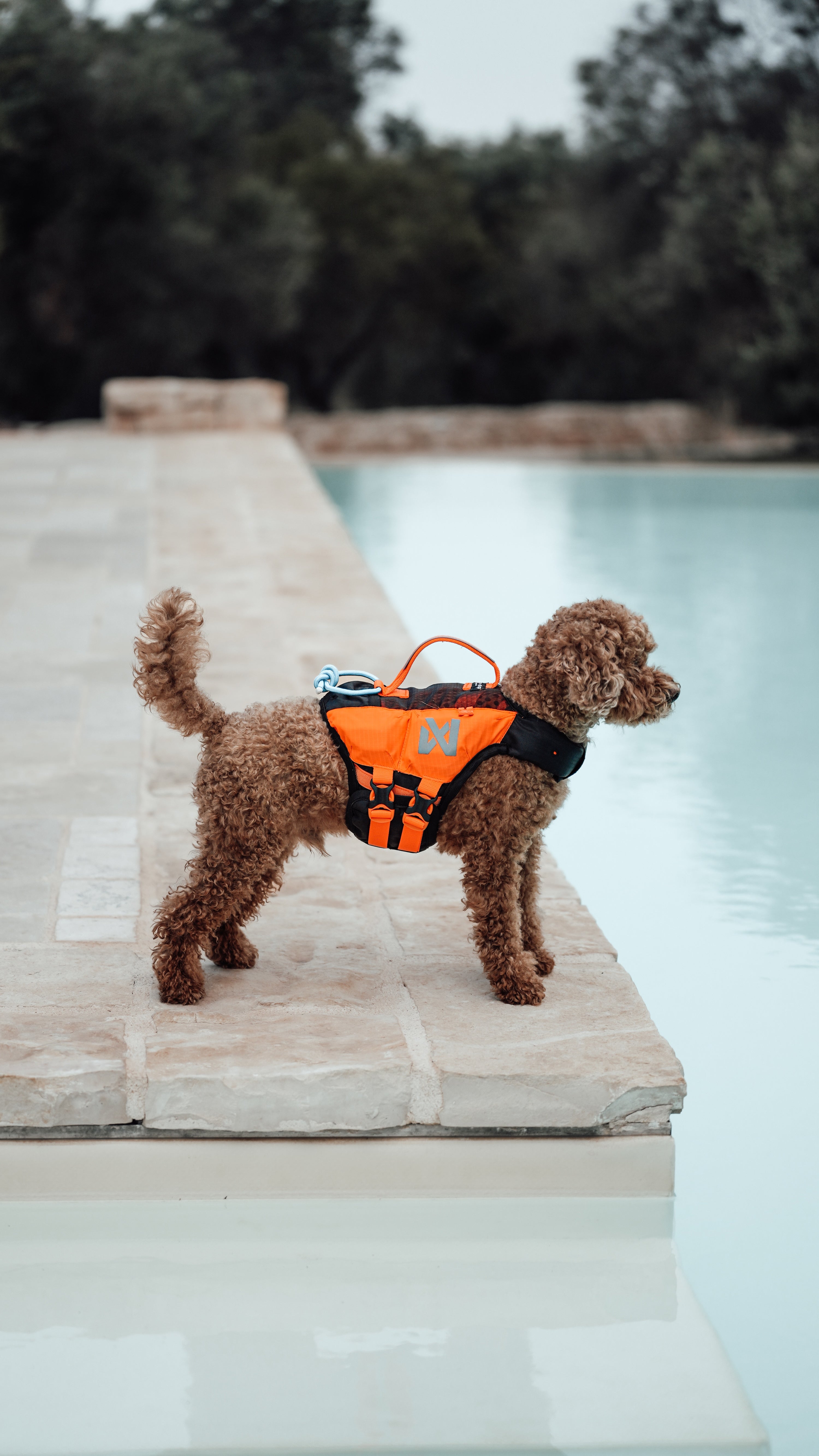 Non-Stop Dogwear Protector Life Jacket Orange Black Hundeschwimmweste Schwimmweste für Hunde Wassersport mit Hund
