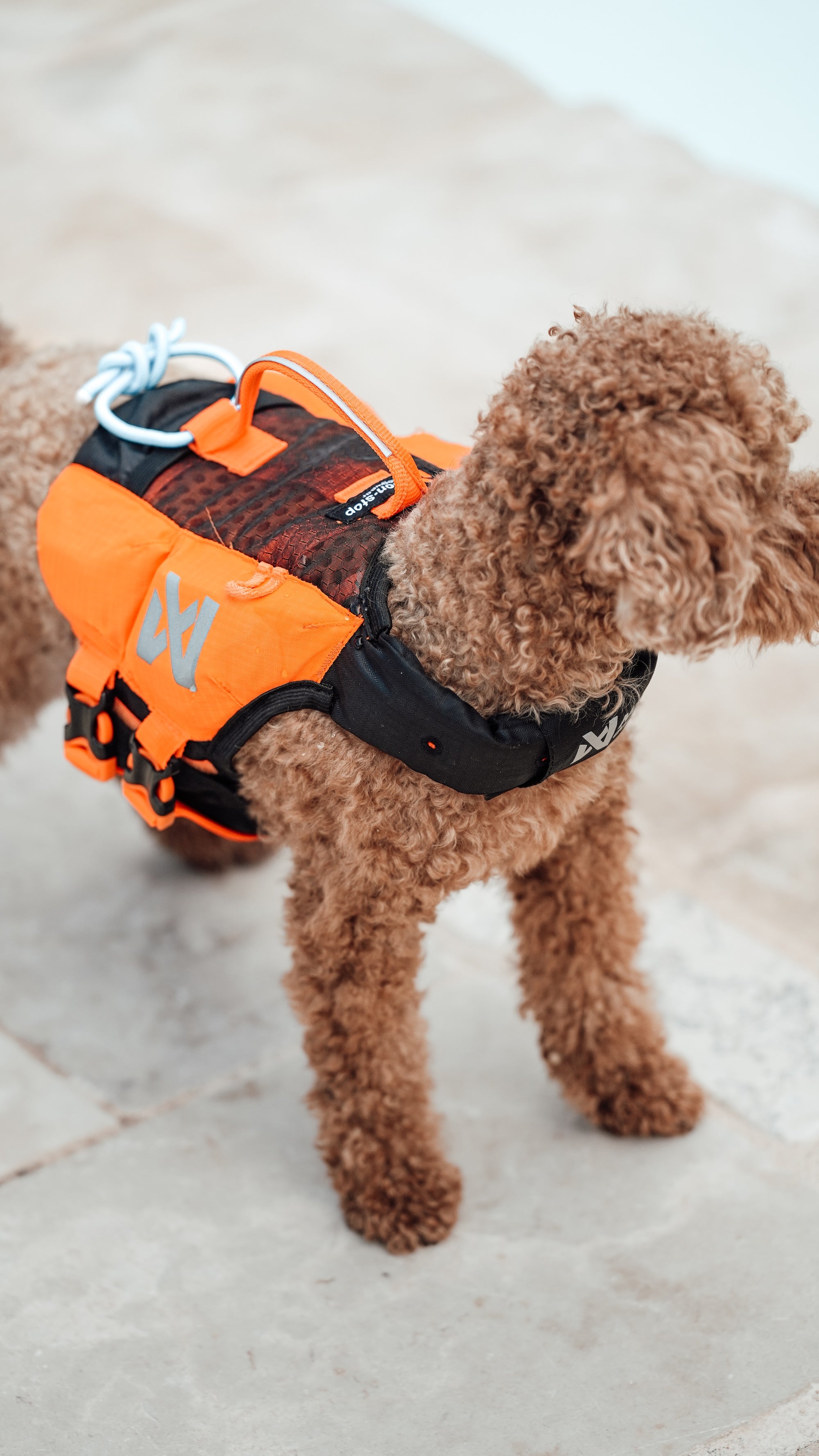 Non-Stop Dogwear Protector Life Jacket Orange Black Schwimmweste für Hunde Rettungsweste Hund