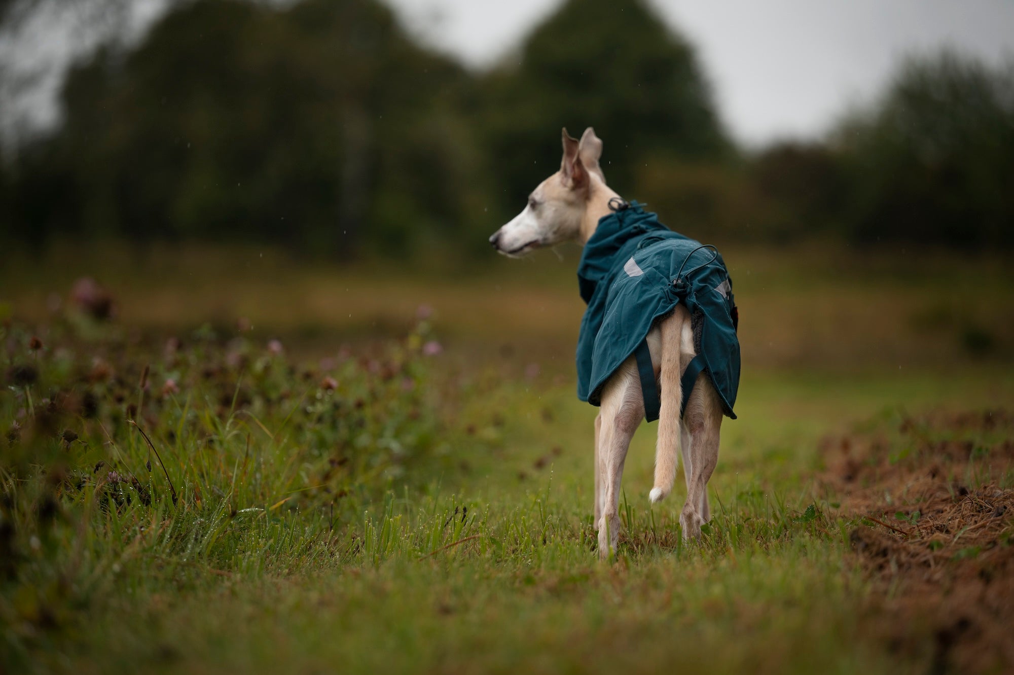 Non stop dogwear Fjord lined Raincoat Hundemantel wasserabweisend