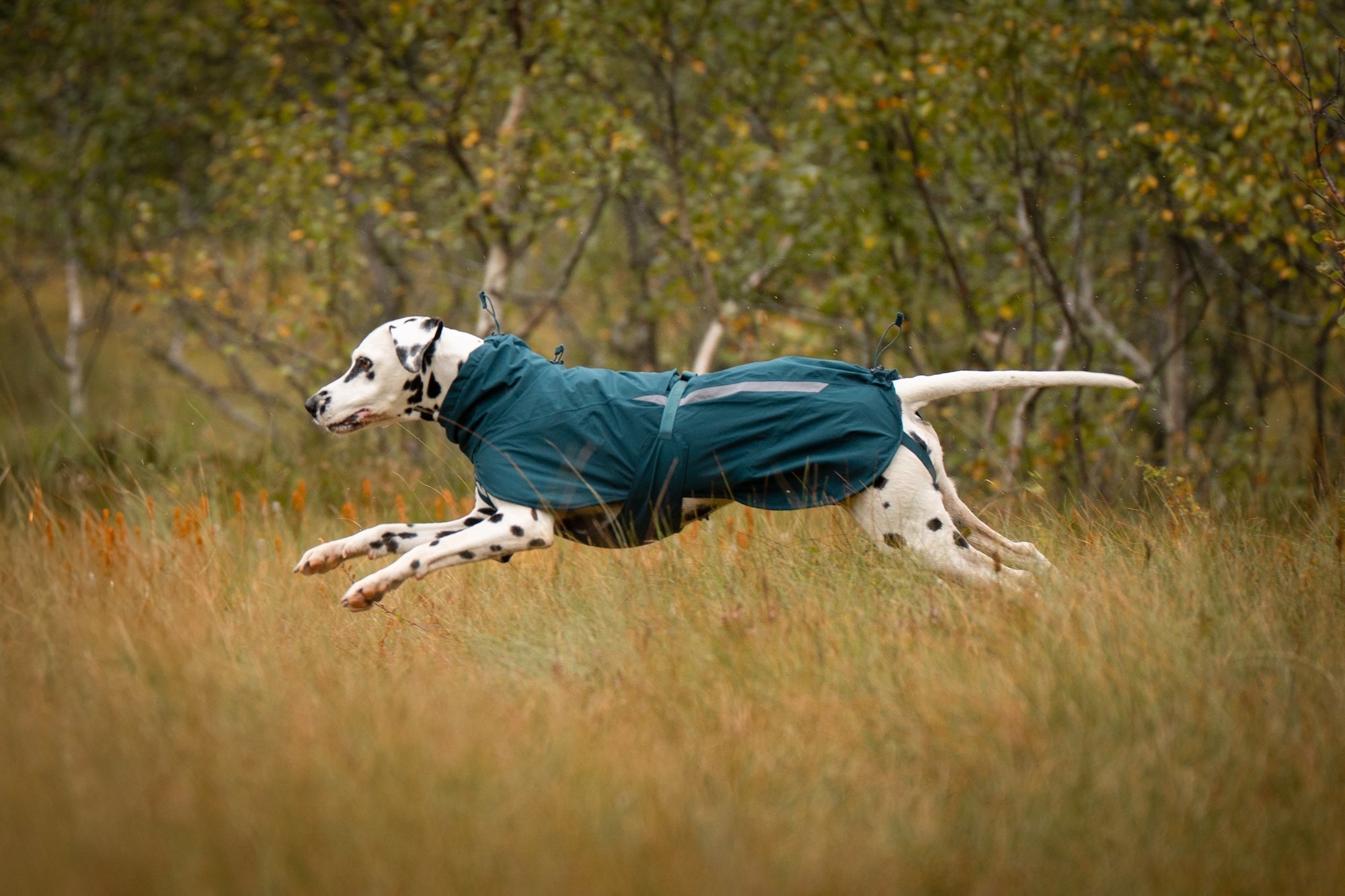 Non stop dogwear Fjord lined Raincoat wasserabweisender Hunderegenmantel